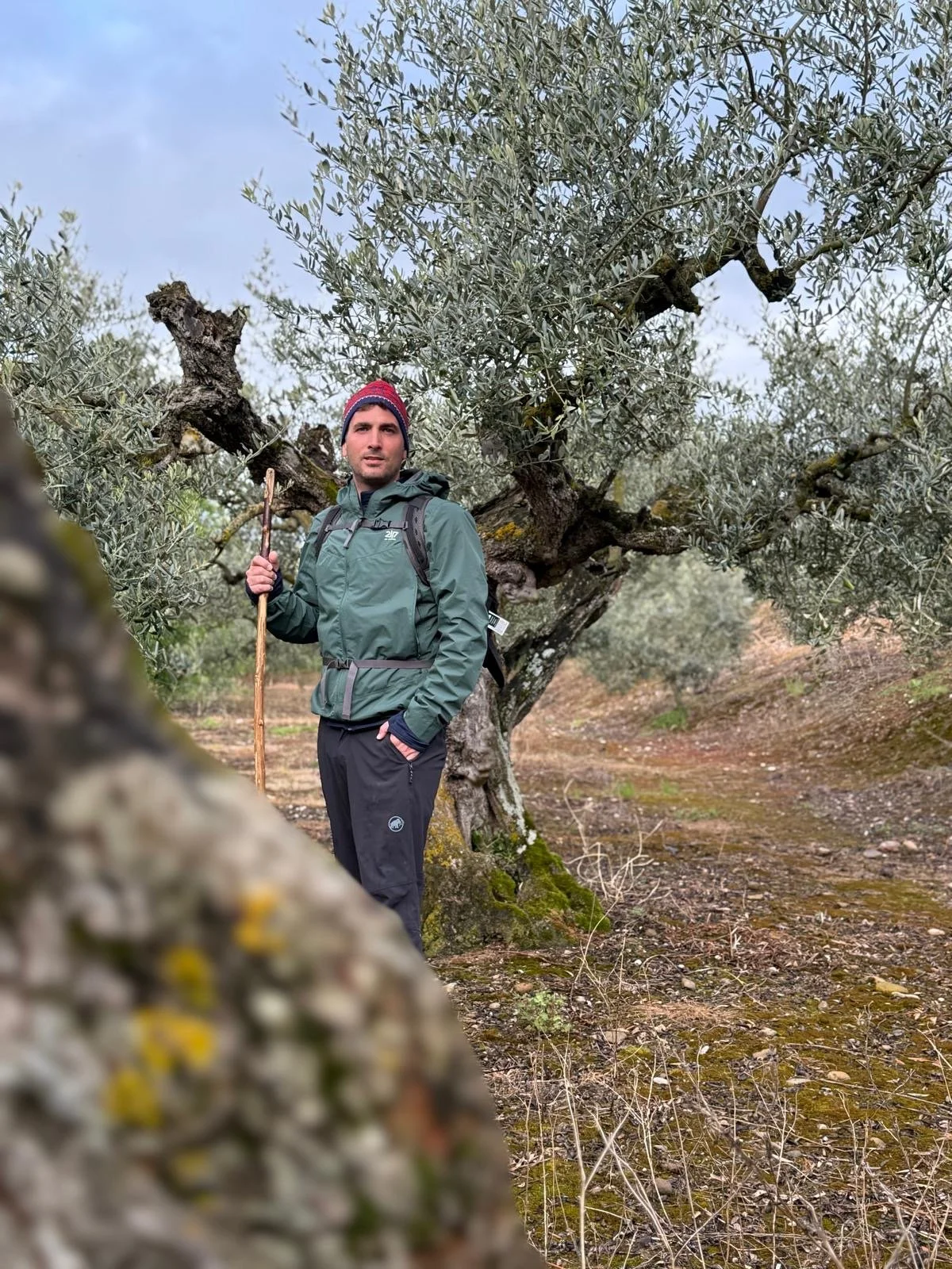 Ein Mann in Outdoor-Bekleidung steht mit einem Wanderstock in einem Olivenhain. Die Bäume haben knorrige Stämme und graugrüne Blätter. Der Mann trägt eine grüne Jacke und eine rote Mütze. Im Hintergrund sind weitere Olivenbäume und der Himmel zu sehen.