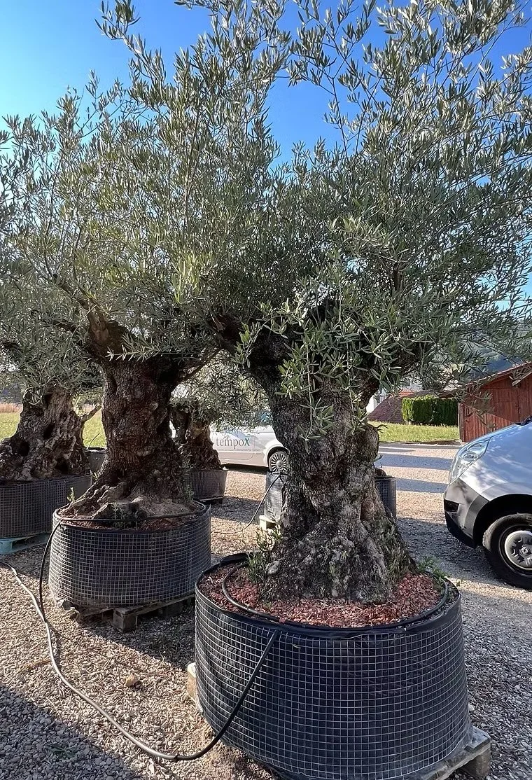 Mehrere große Olivenbäume in schwarzen großen Containerpflanzen auf einer graveligen Fläche, mit Autos im Hintergrund und einem blauen Himmel.