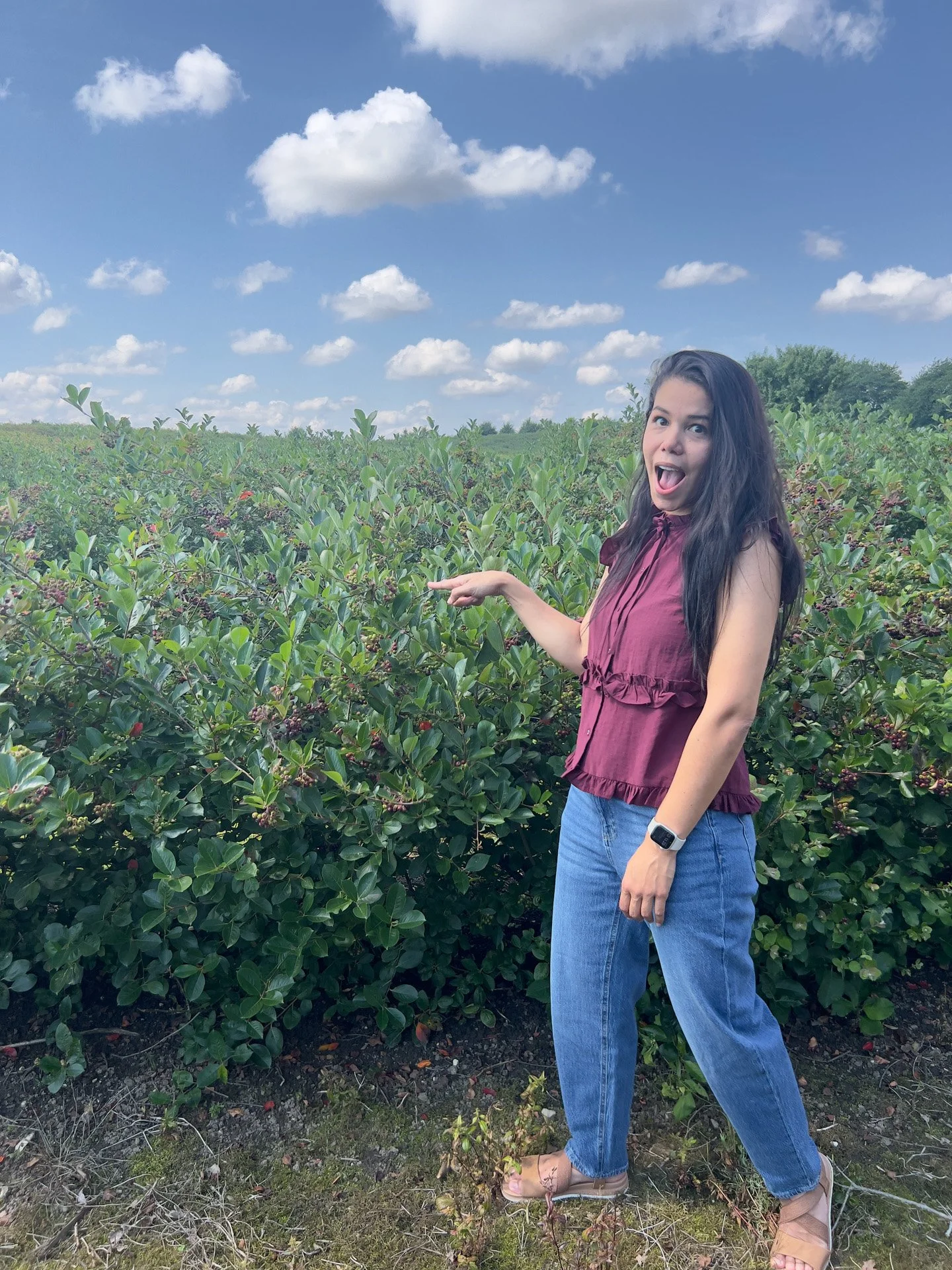 Aronia Across Denmark: From Jutland to Zealand