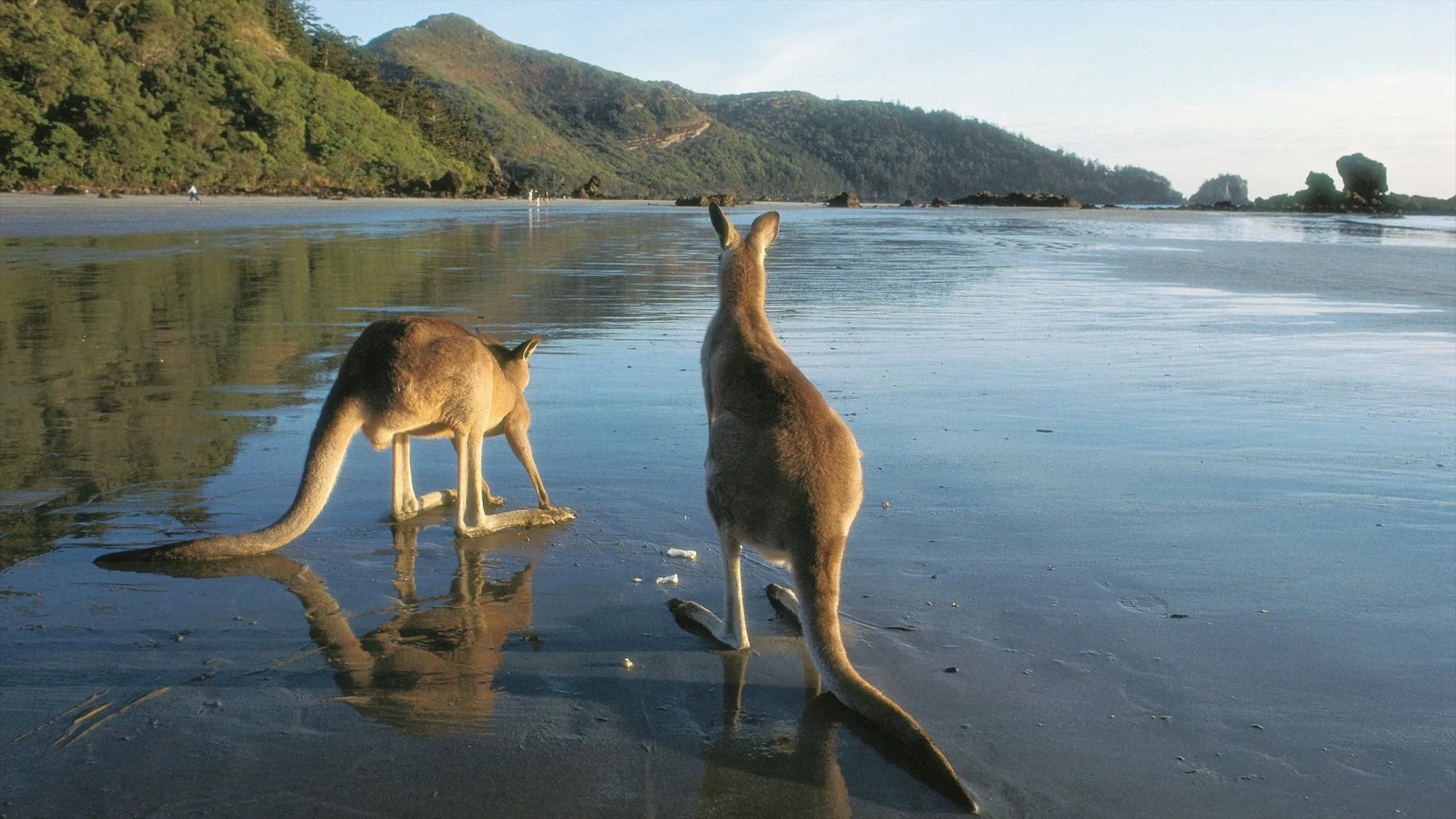Two kangaroos in shallow water on Mackay Coastline near a beach with green hills in the background
