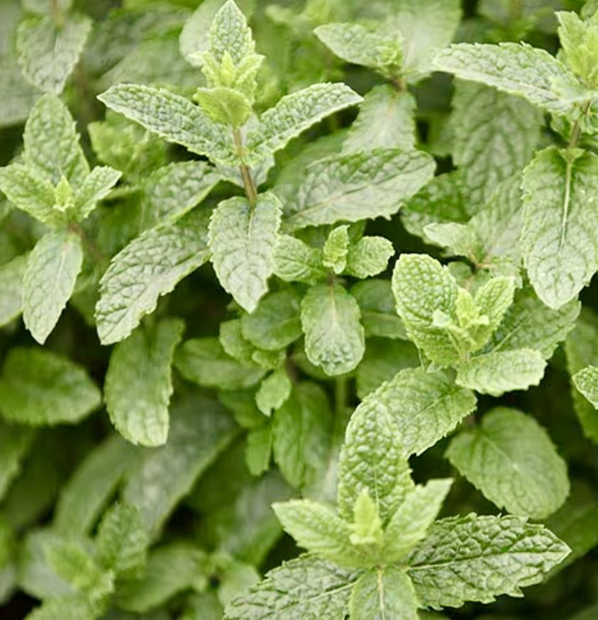 mentha.jpg