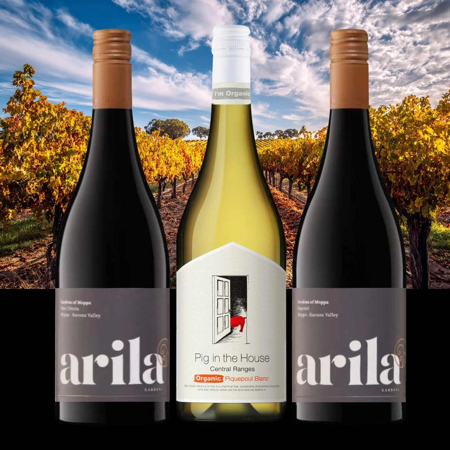 New Aussie Wines - Pt 2

We are following up on our previous newsletter highlighting four new Australian wines with another three recently added to our portfolio. Again, these are more unusual varietals.

Pig in the House Picpoul - &pound;10.70

Cert