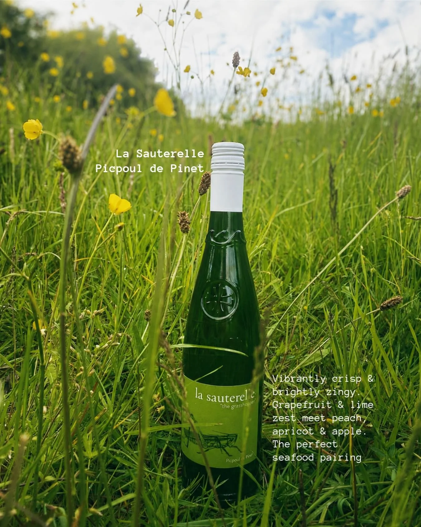 This liquid has lore:

Meet La Sauterelle Picpoul de Pinet - born on the sun-soaked coast of southern France, where Picpoul grapes have grown for centuries alongside the Mediterranean. Known as the &ldquo;lip-stinger&rdquo; for its naturally bright a