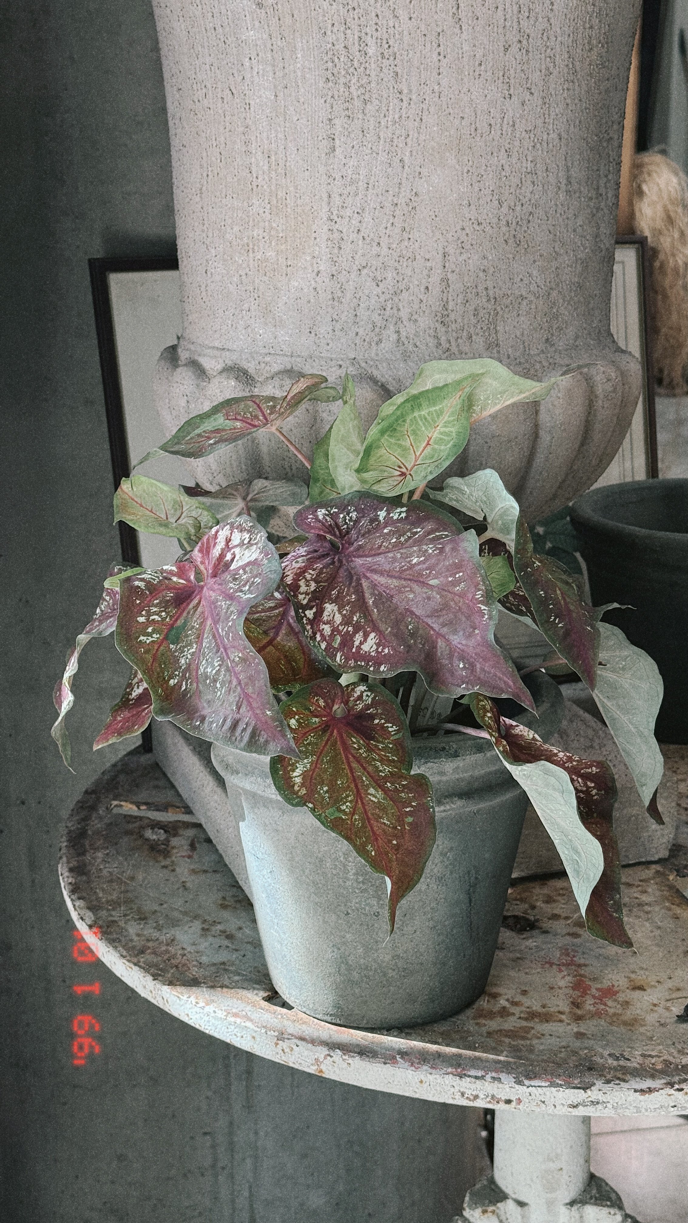 Caladium