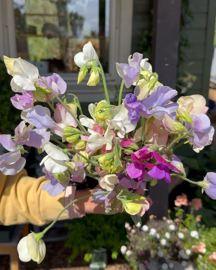 So far, my favorite part of Norway has been meeting local growers and farmers like the wonderful team at @osloblomsterverksted. Female owned, they grow each stem with care and intention, supplying to only the luckiest clients, including @larrosoirosl