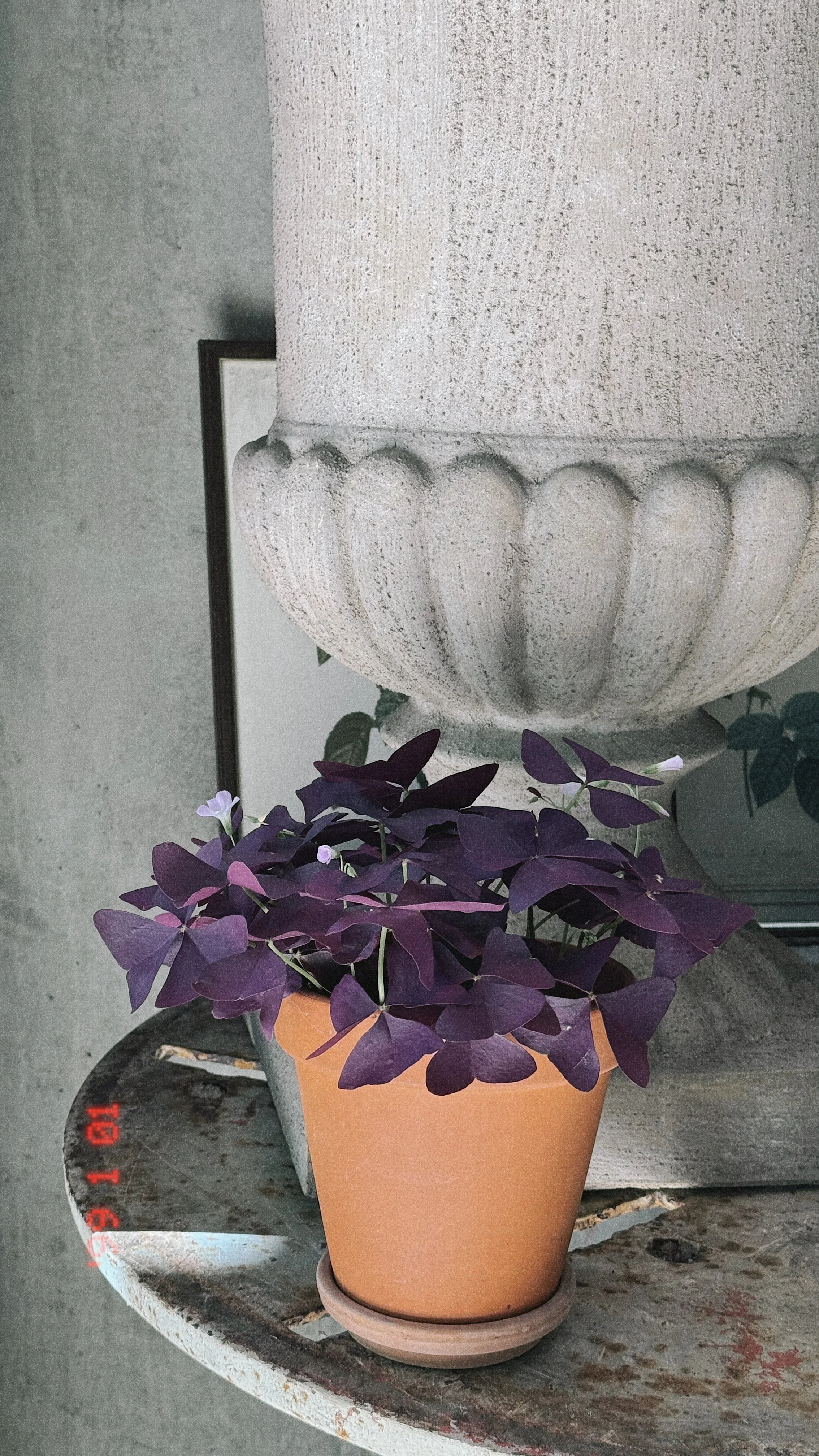Oxalis Triangularis