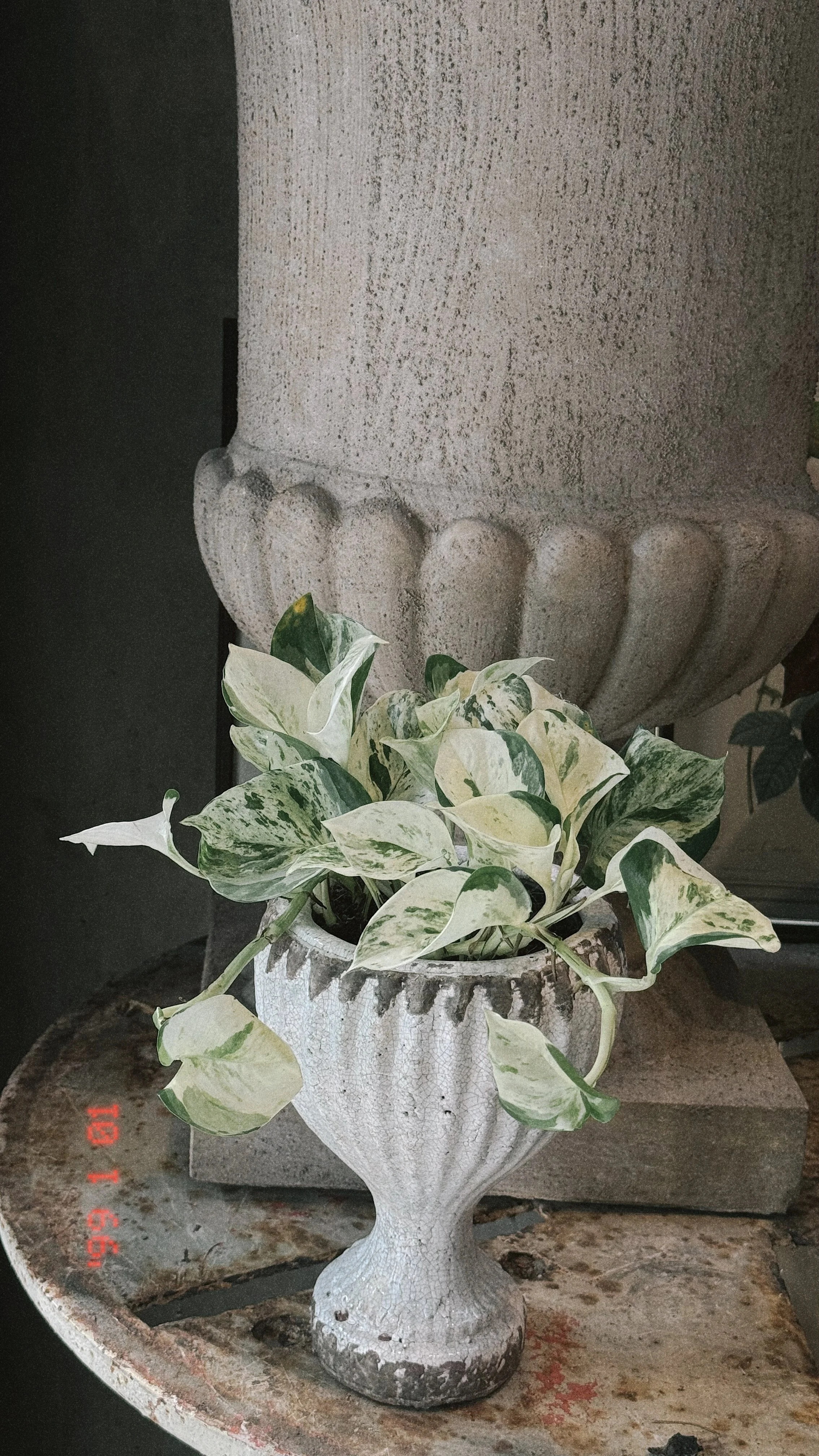 Pothos Happy Leaf