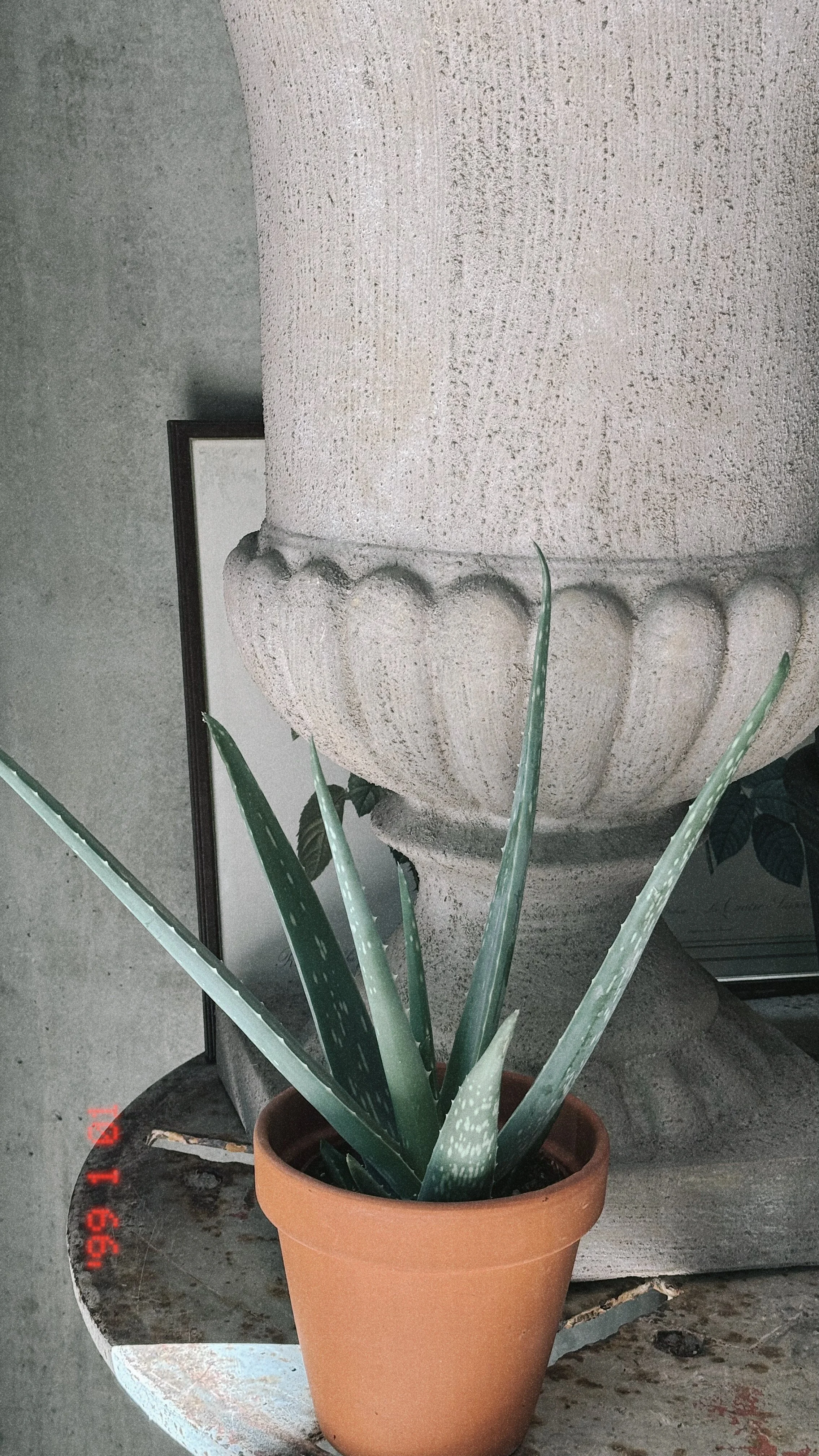 Aloe Vera