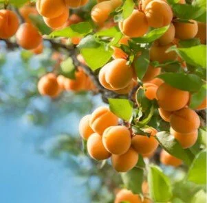 Apricot White Balsamic