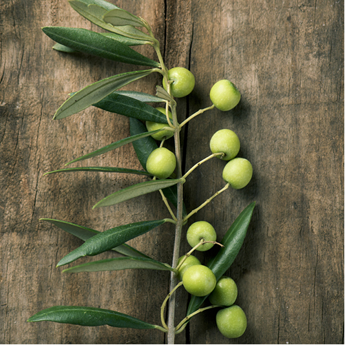 Spanish Arbequina Extra Virgin Olive Oil