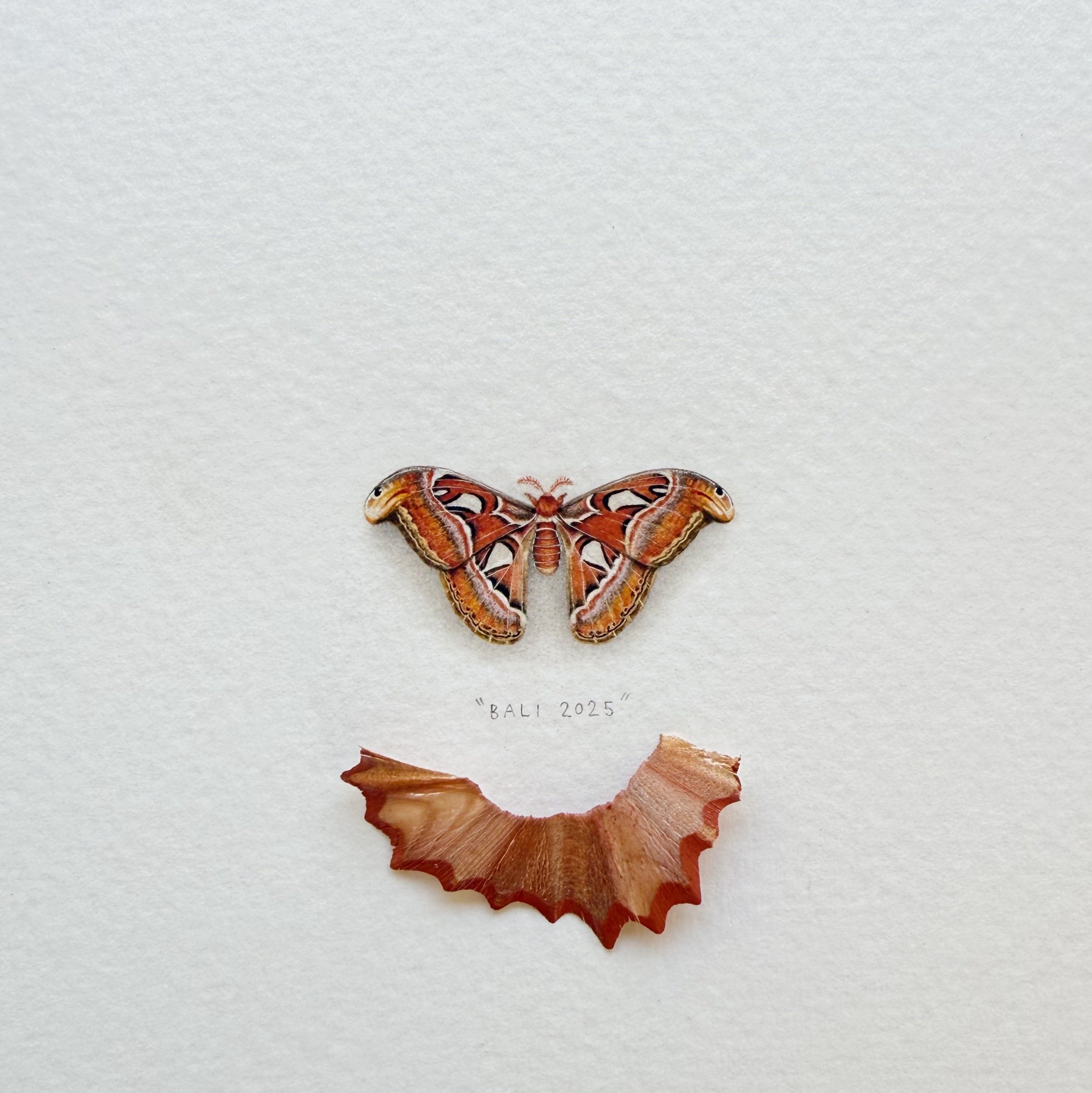 Atlas Moth || Lorraine Loots