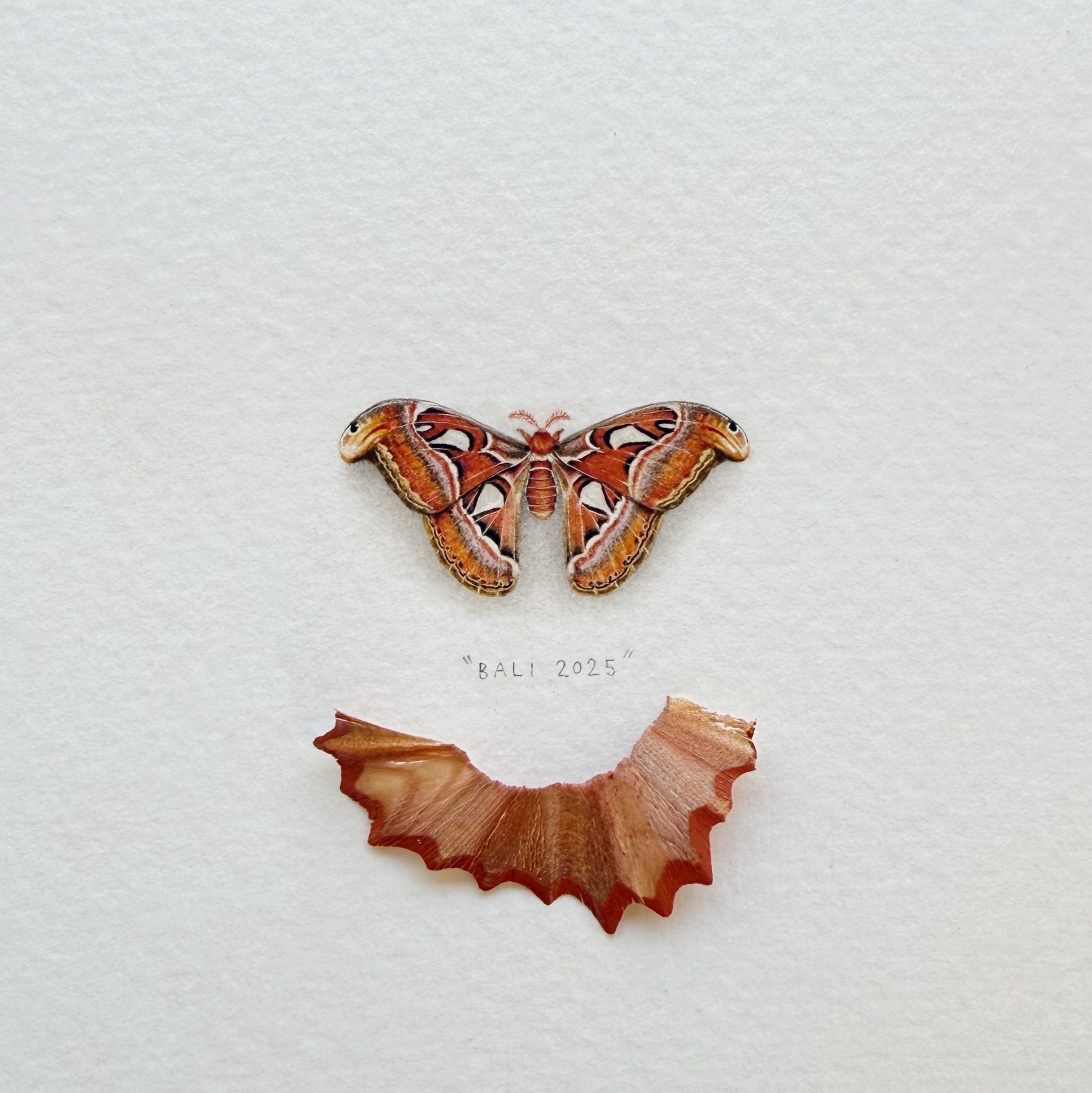 Atlas+Moth.jpg