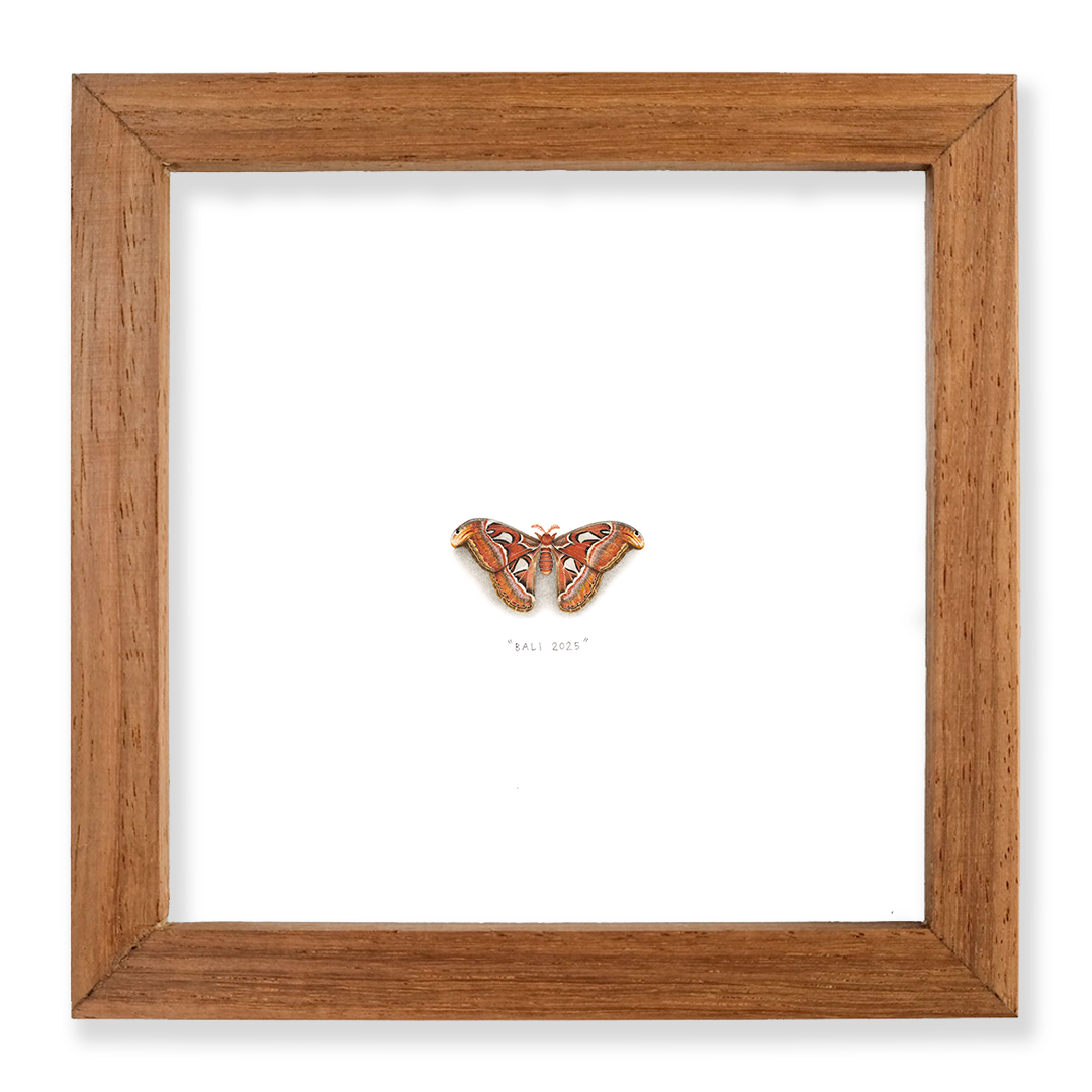 atlas moth frame.png