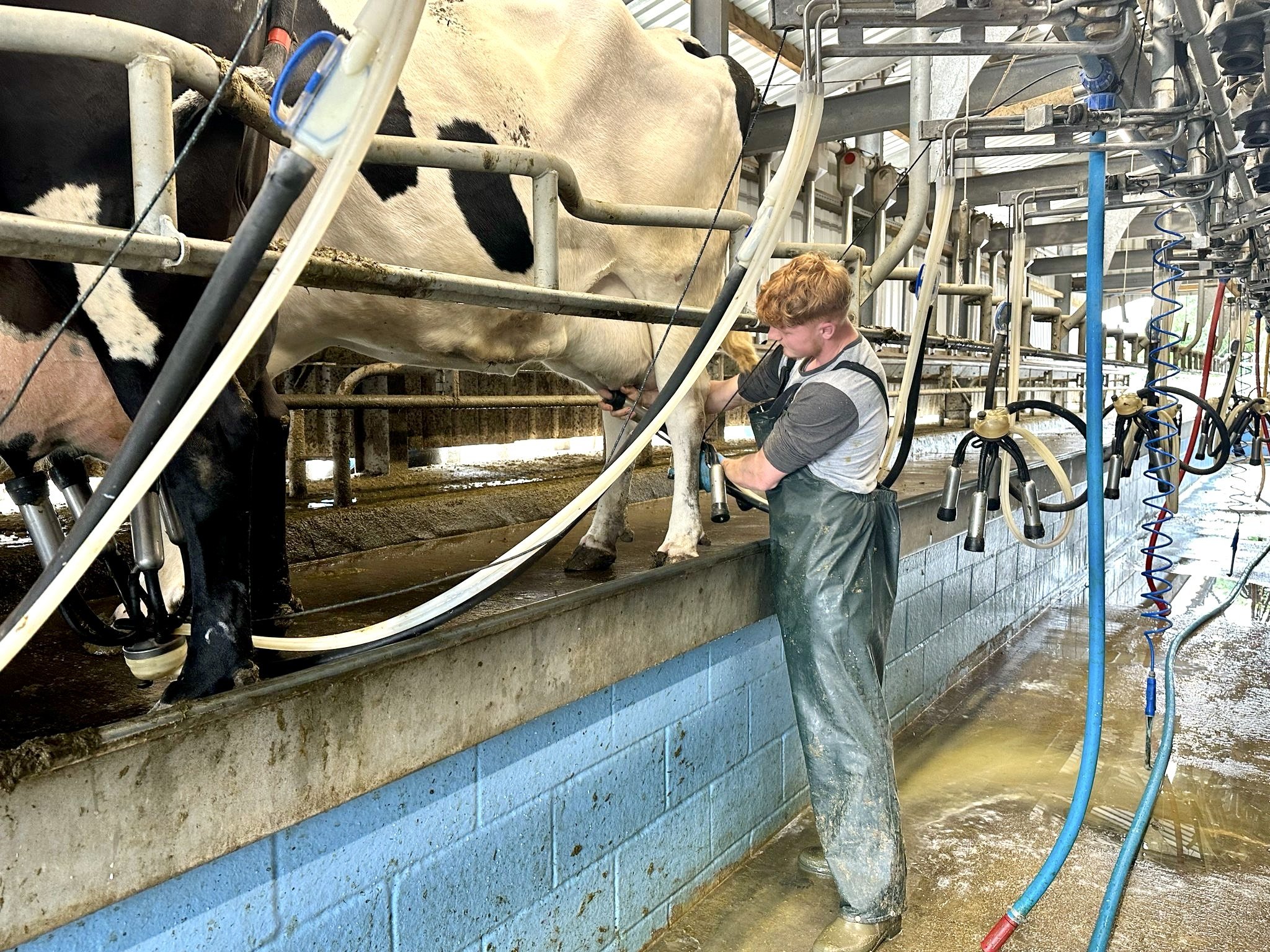      

 
    Winter Milk   During the winter months, our cows have a diet of carefully selected feed and spend more time in sheltered from the cold. This results in milk that’s naturally:    Paler    Creamier&nbsp;    Milder&nbsp;    With a firmer cu
