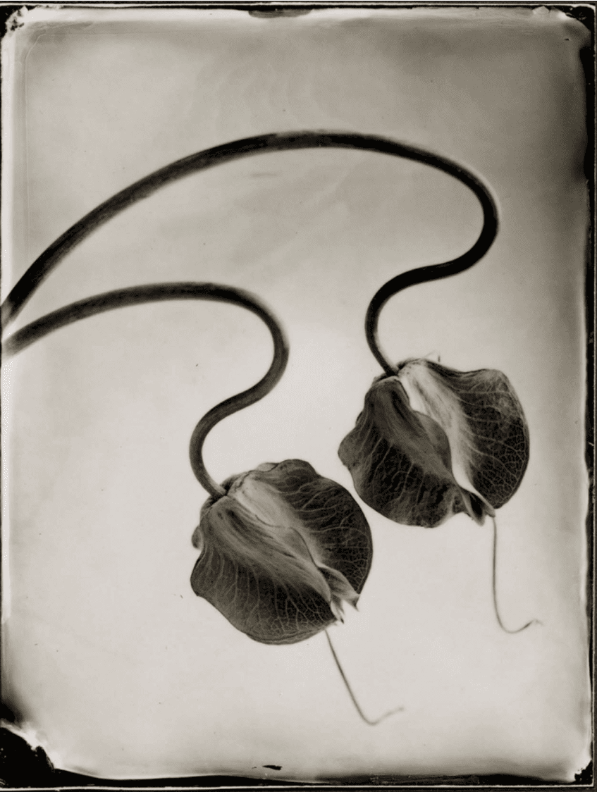 Tom Baril, Cobaea Pods (762), 2002, Toned silver gelatin photograph