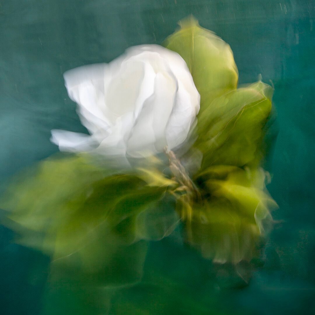 Barbara Cole, Felicity, Appearances Series, 2020, Chromogenic Print