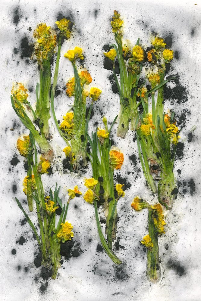 Adam Fuss, Theia, 2024 (AF6253.1)