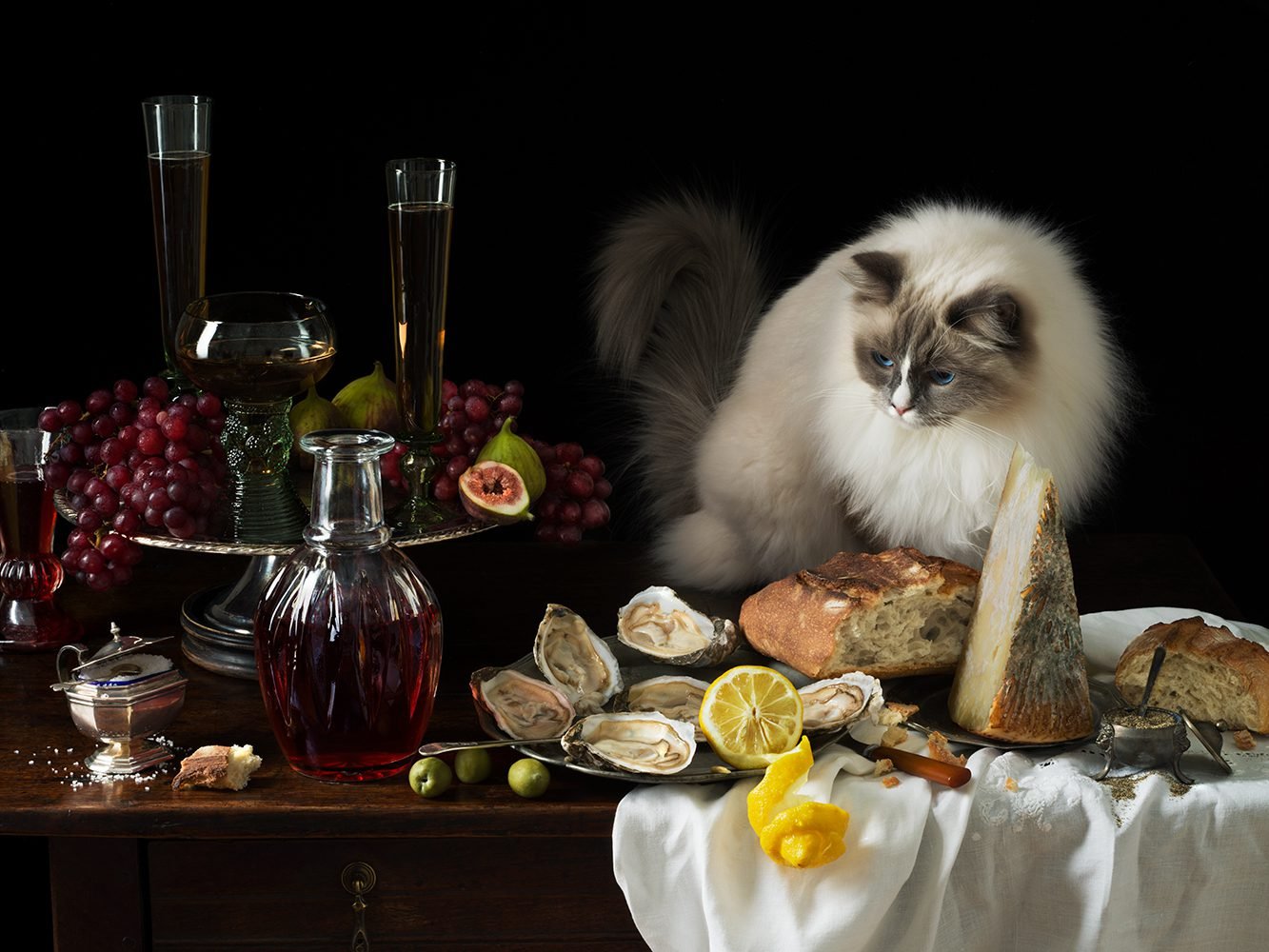 Paulette Tavormina, Oysters and the Cat, 2024, Archival Pigment Photograph