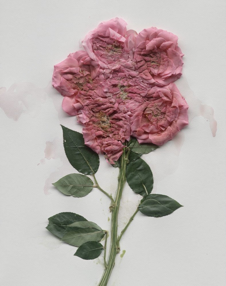 Adam Fuss, Theia, 2021 (AF6175)