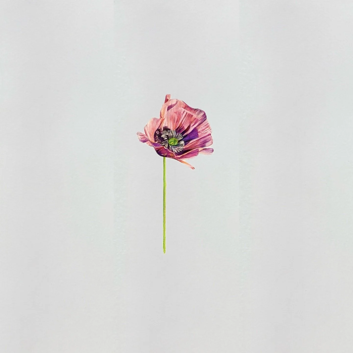 Pencils on paper 

✨✨✨✨✨✨✨

#pencilonpaper #drawing #artist #lifedrawing #colouredpencils #newcastle #sunderland #southshields