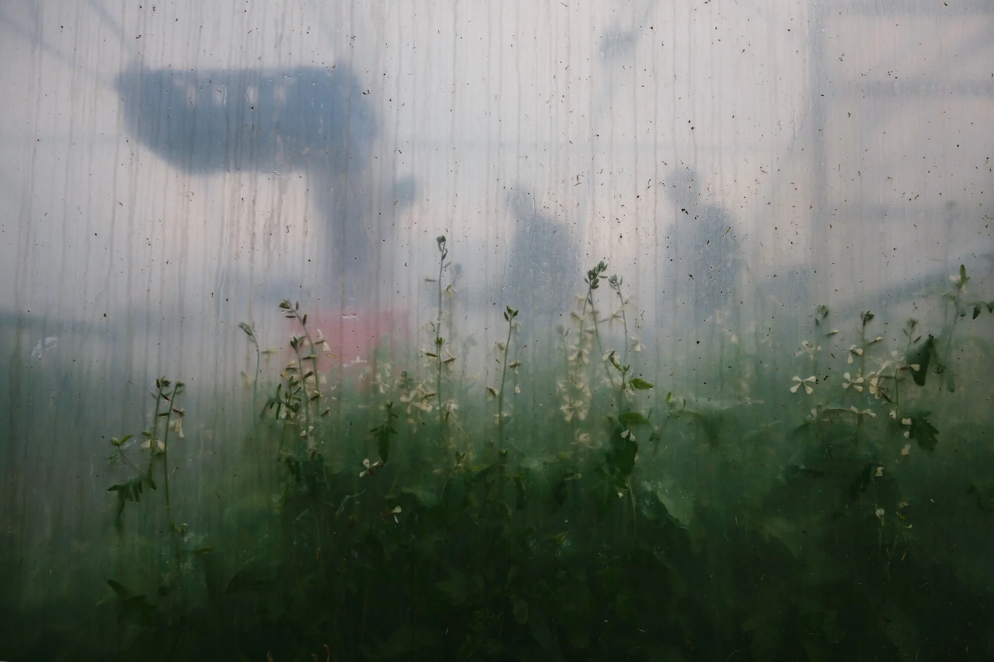 The Twins Photography Projects Comfrey Project Newcastle17.jpg