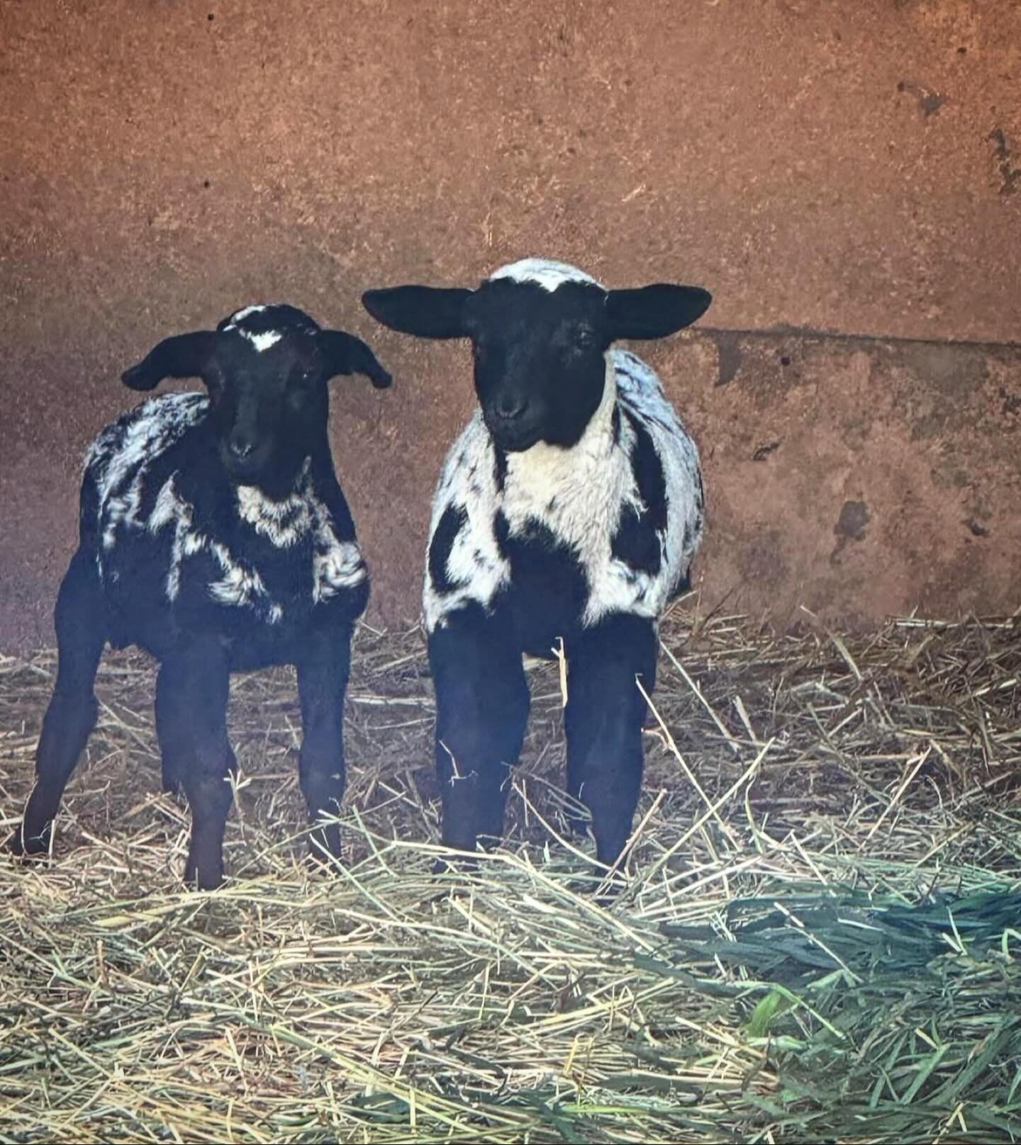 Lamb bottle feeding - tomorrow (Sunday) at 1pm! 
Our Cellar Door will be open from 12 - 4pm with our special of @tallpoppyfarm organic beef sausages and mash.
Plus our usual pizzas, cheese boards and wine tasting.
Booking recommended: redpoppyesta