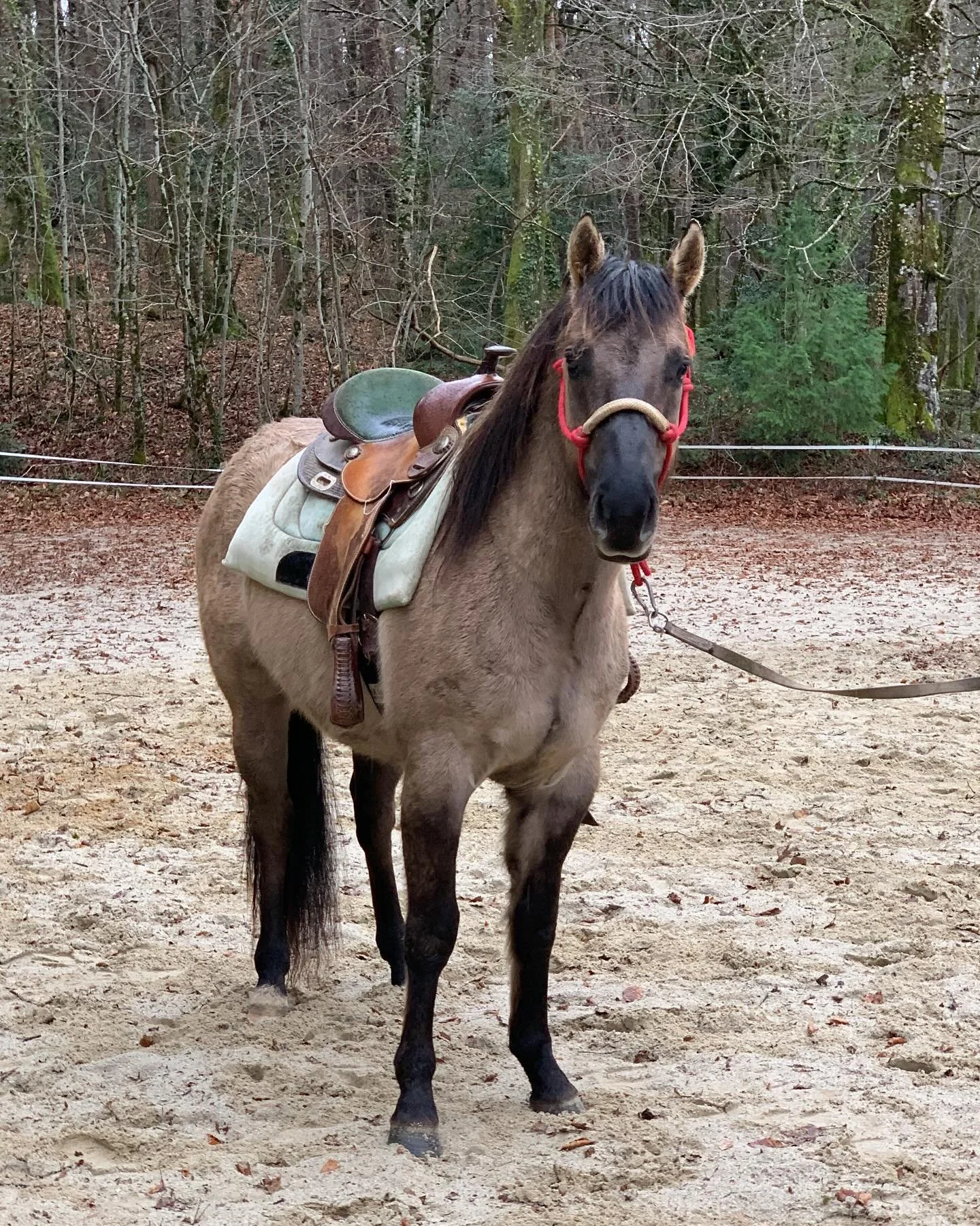Tout se passe comme sur des roulettes pour Texas et Trust ! 🥰 Fraîchement arrivés aux écuries pour leur débourrage, accepter le cavalier n’a été pour eux qu’une formalité. Les voilà