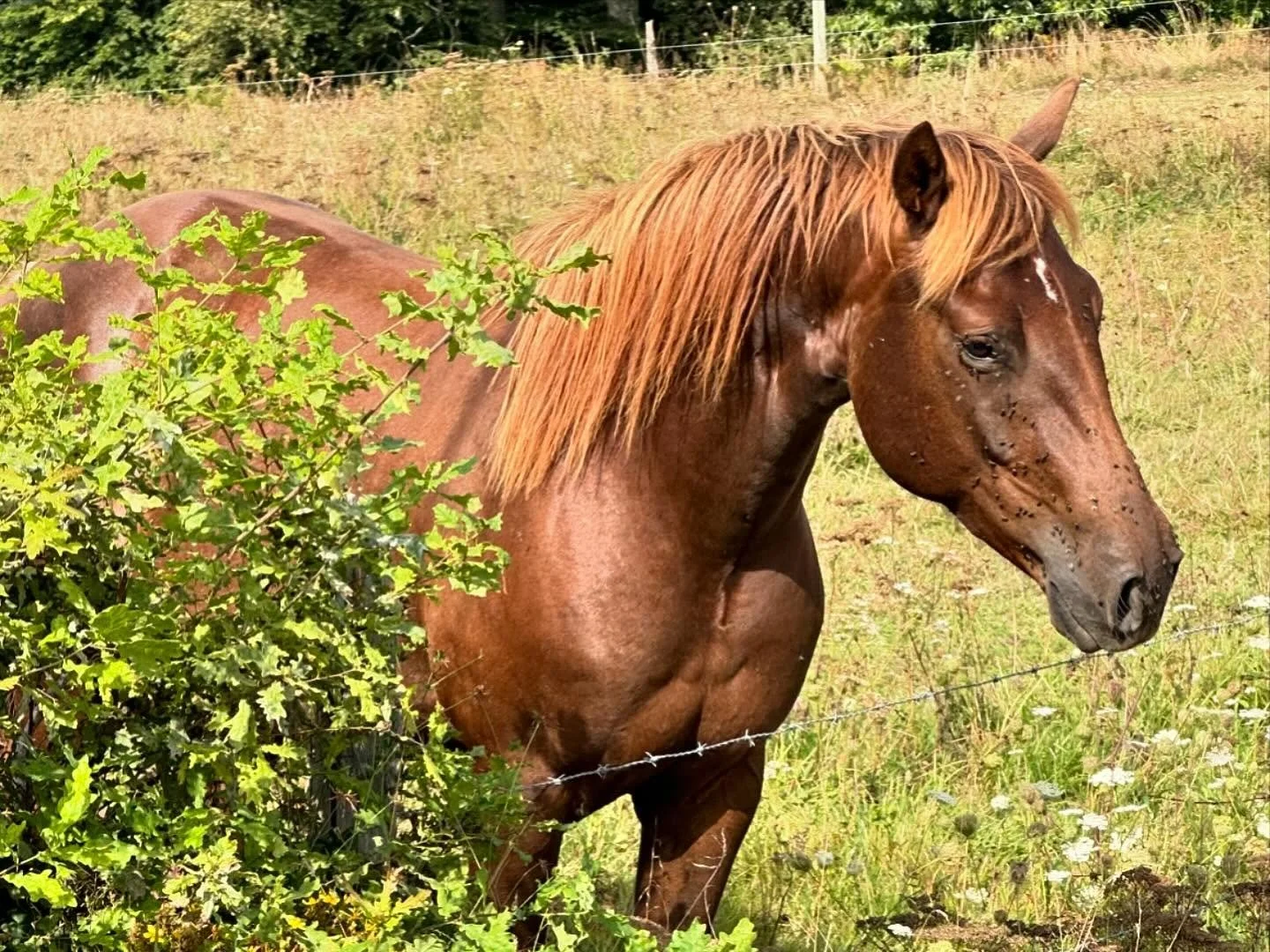 Jolie balade avec vue sur la vallée et Harry qui voudrait bien rejoindre toute la troupe. Ça tombe bien, son débourrage va bientôt commencer, l’été prochain il devrait pouvoir être de la partie ! I