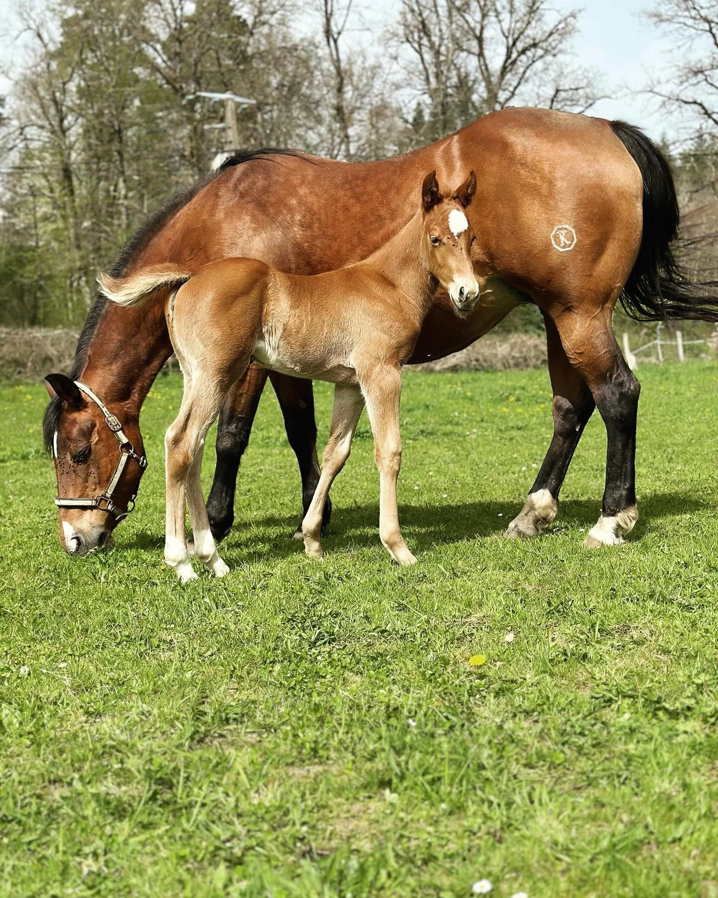 Queenie a une semaine et demi et se porte à merveille ! Elle est un petit peu timide et il faut encore user de subterfuges pour la caresser, mais ce n’est pas étonnant, elle a sûrement hérité du caractèr
