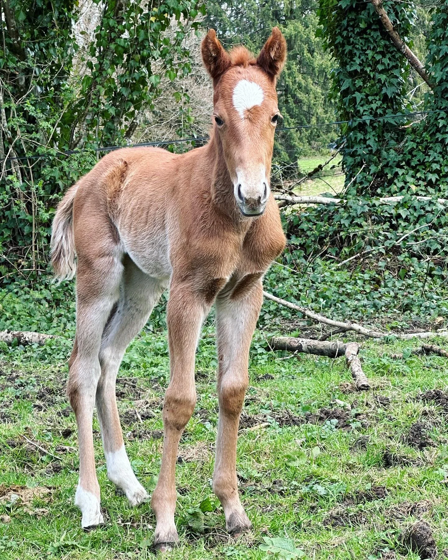 Le premier poulain de l’élevage est né et c’est une fille ! 
Bienvenue à Queenie par @gunners_chic_magnet 👑 #reininghorse «#reining #ranchlife #horselover