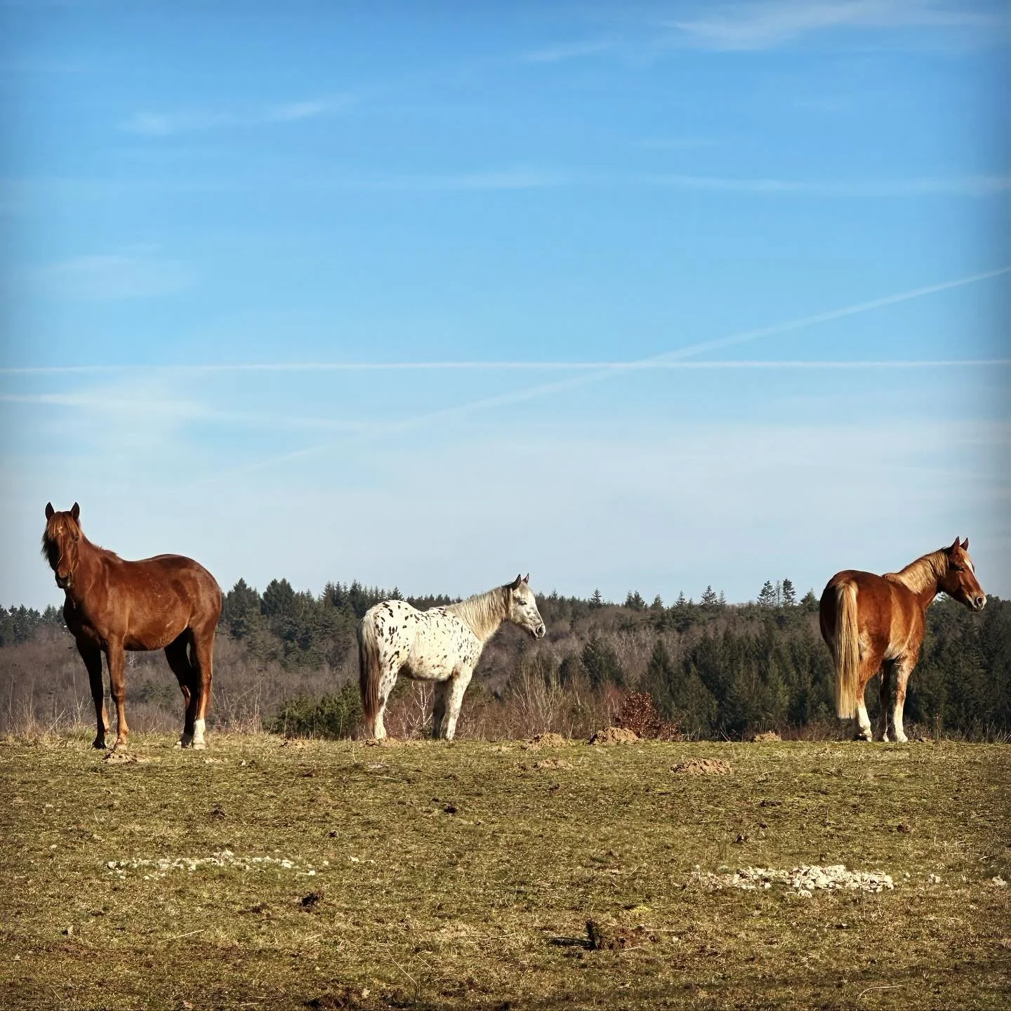 Sur cette photo, deux poulains d’un an et demi et un hongre de 6 ans. Qui est qui ? P’tit Ruff porte bien son nom ! 🥰