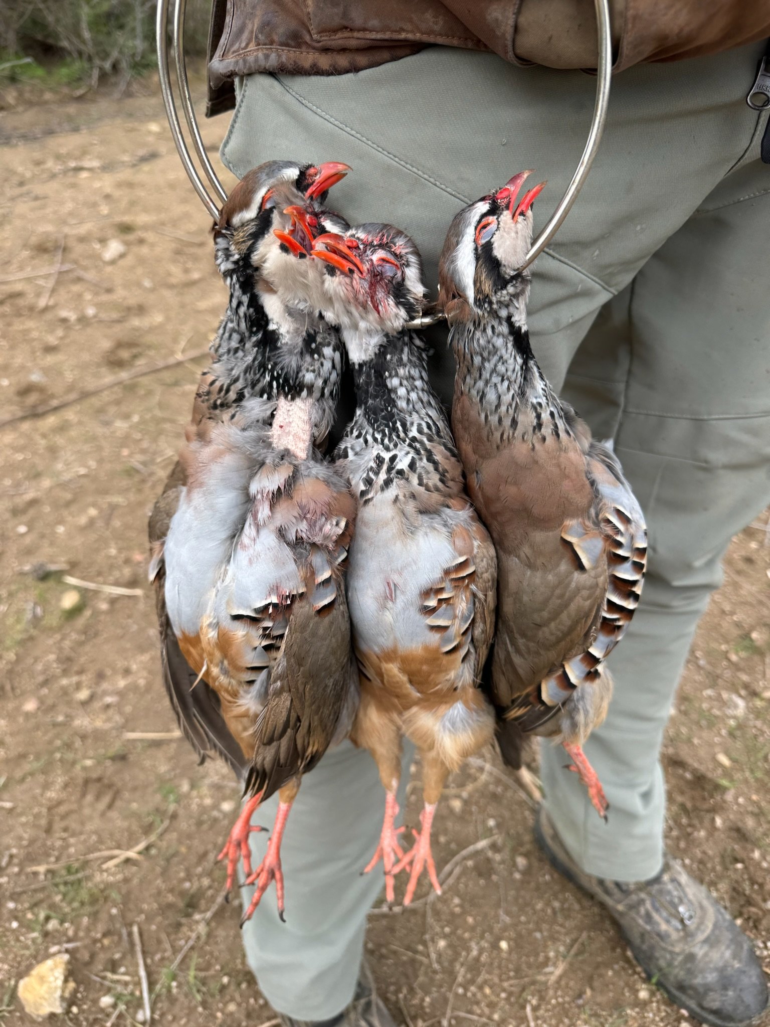 Person holding four dead birds by their legs, with a dirt ground background.
