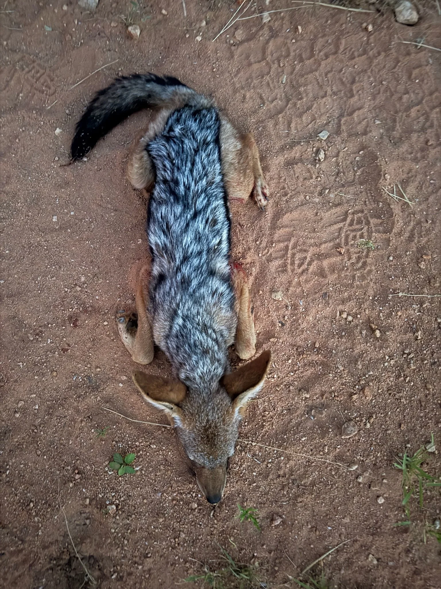 Dead animal with the body of a dog and the head of a fox lying on dirt ground.