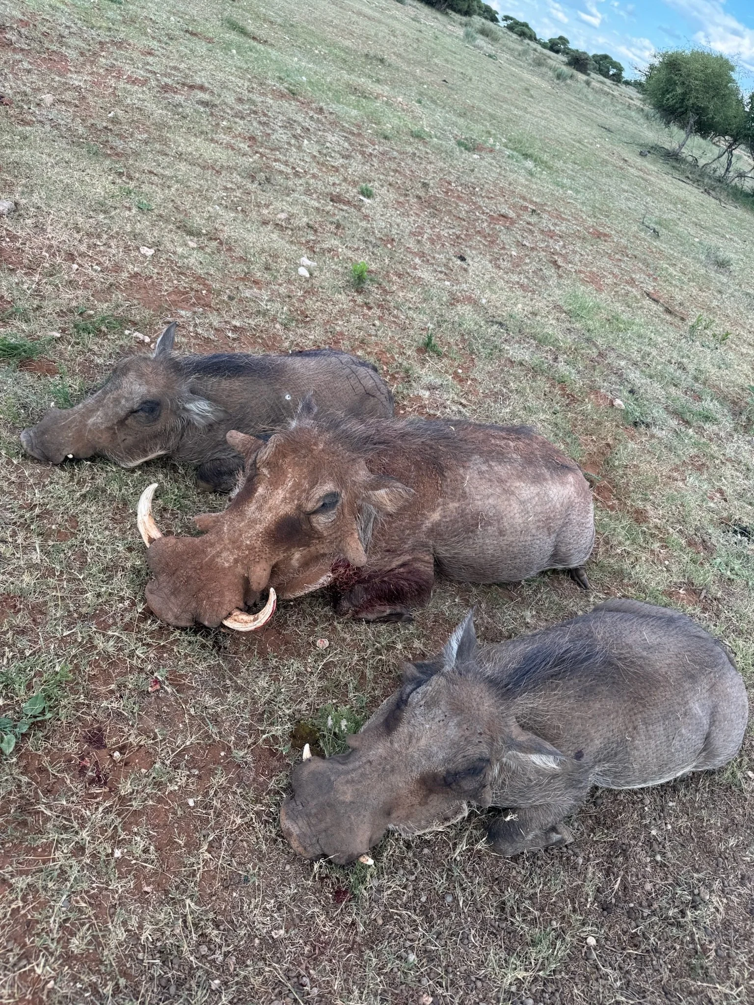 Three warthogs lying on grass in a field, with trees and blue sky in the background.