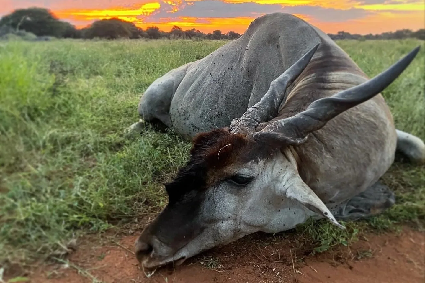 A lifeless or resting animal, possibly an extinct or fictional creature, with the body of a rhinoceros and antlers like a deer, lying on grass during sunset in a savanna landscape.