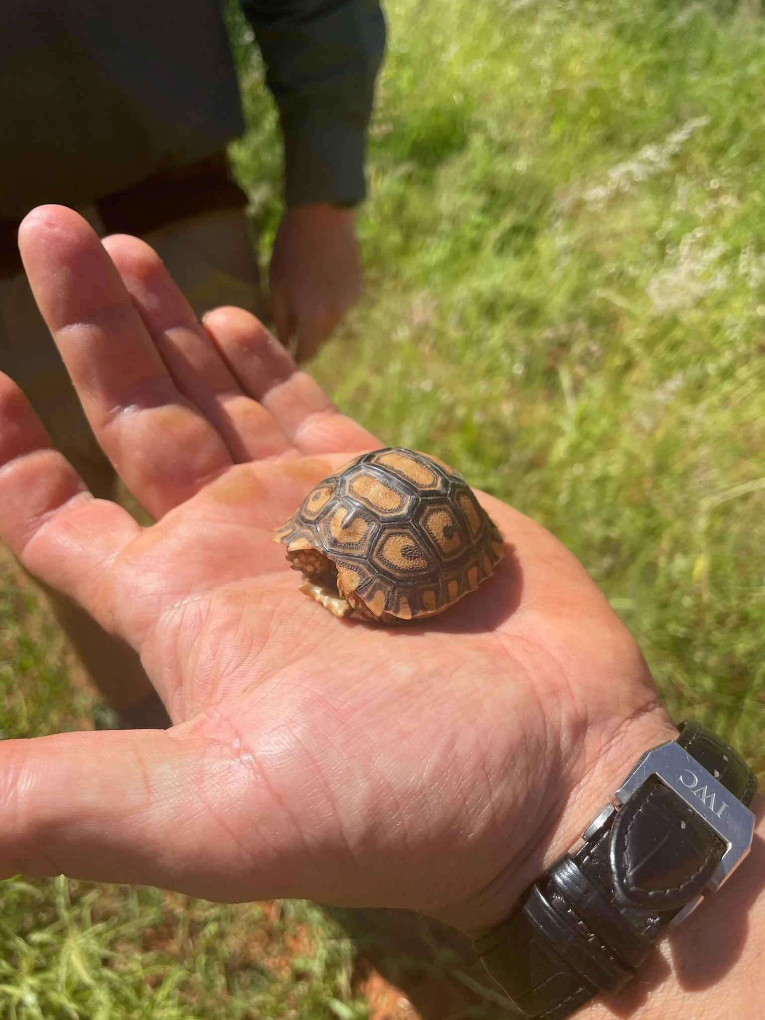 A hand holding a small tortoise with a patterned shell, outdoors in a grassy area.