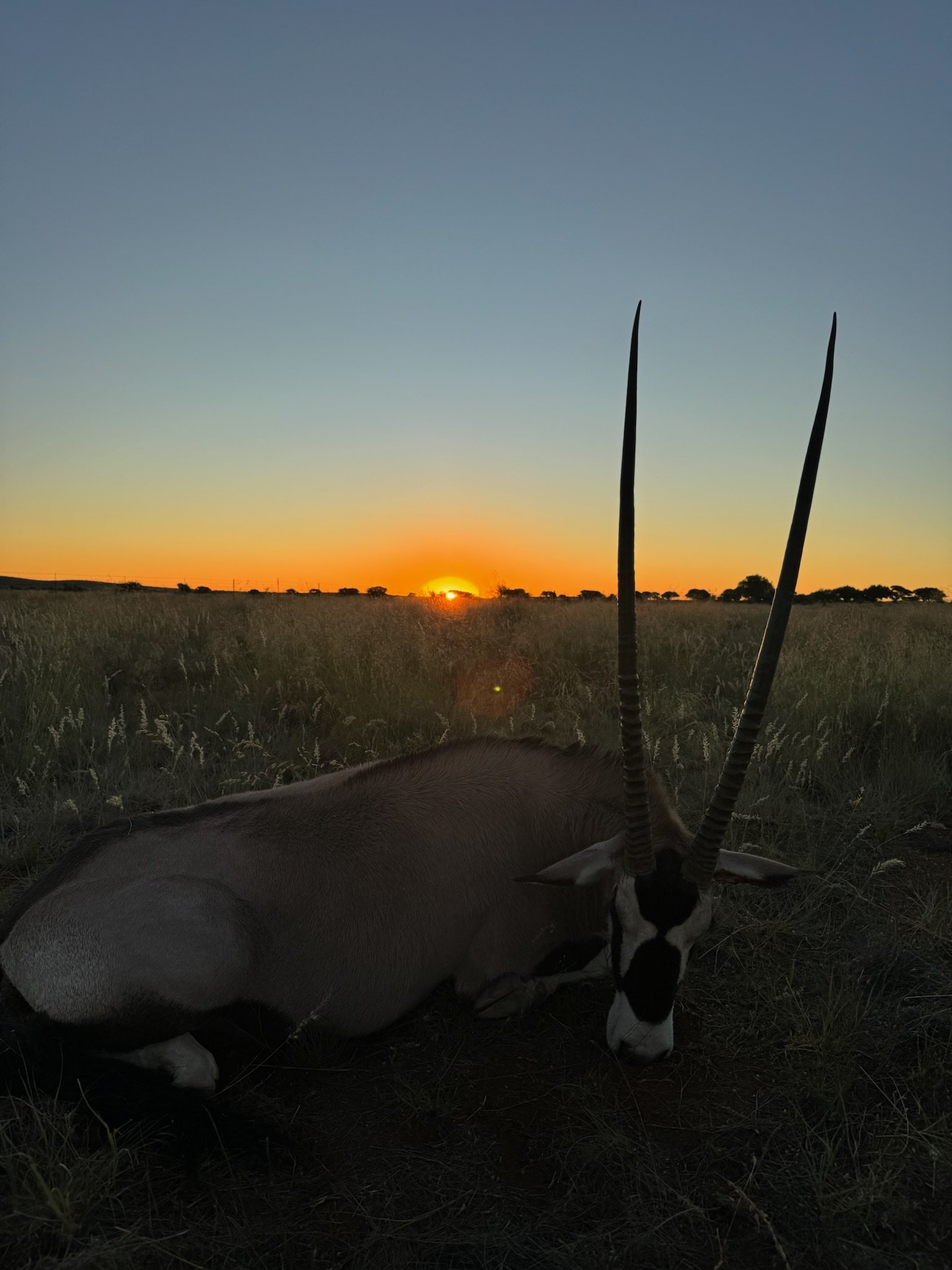 A dead antelope lying on the grass at sunset with an African savannah landscape and trees in the background.