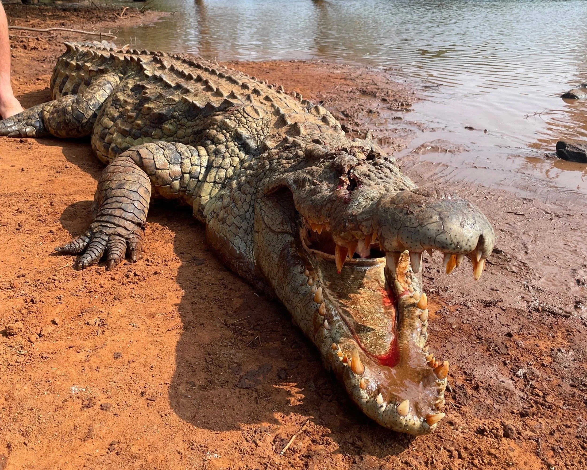 A crocodile lying on the red dirt near a body of water, with its mouth open showing sharp teeth.