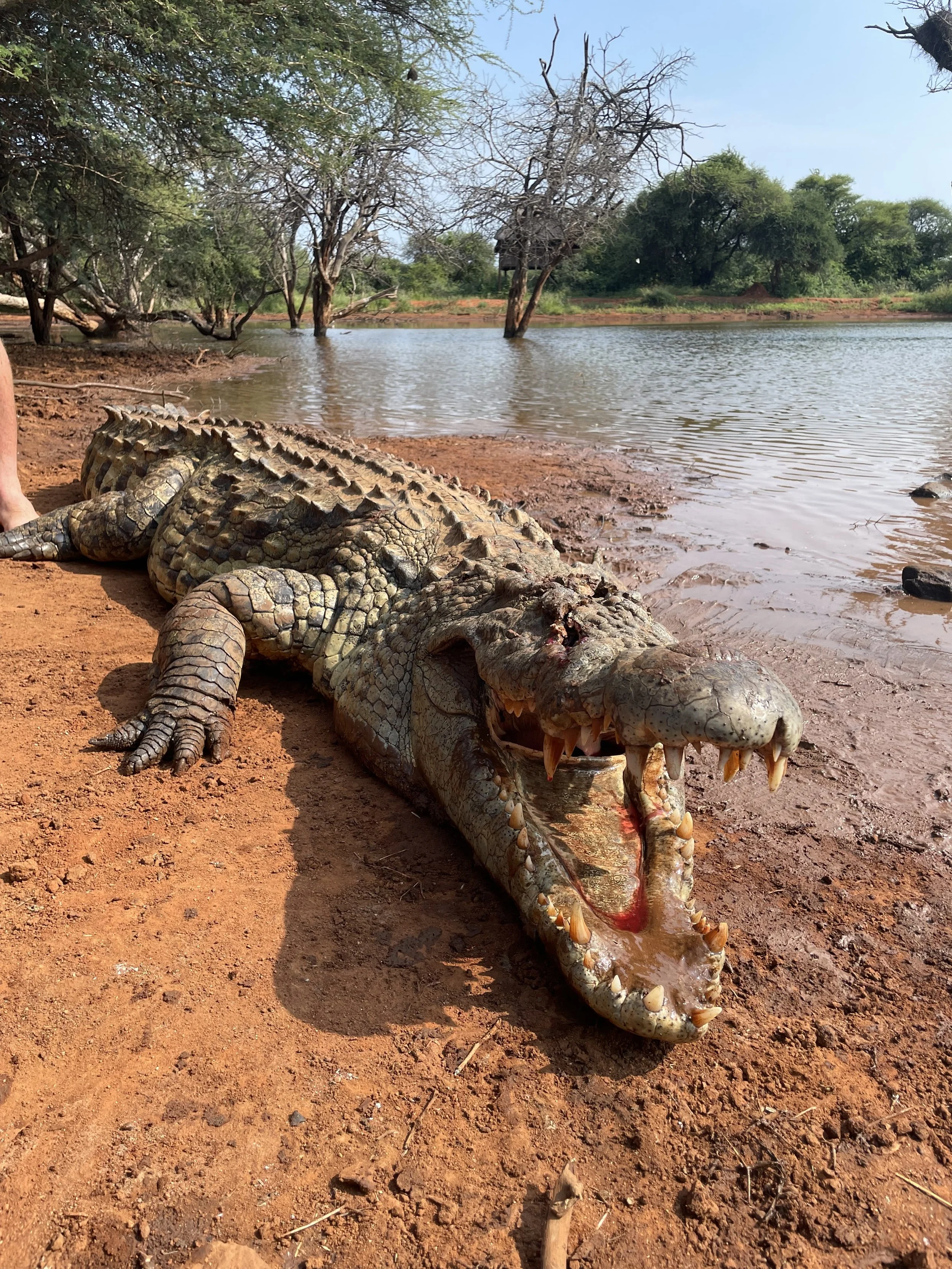 A large crocodile lying on the muddy riverbank with its mouth wide open, showing sharp teeth near a body of water with trees in the background.
