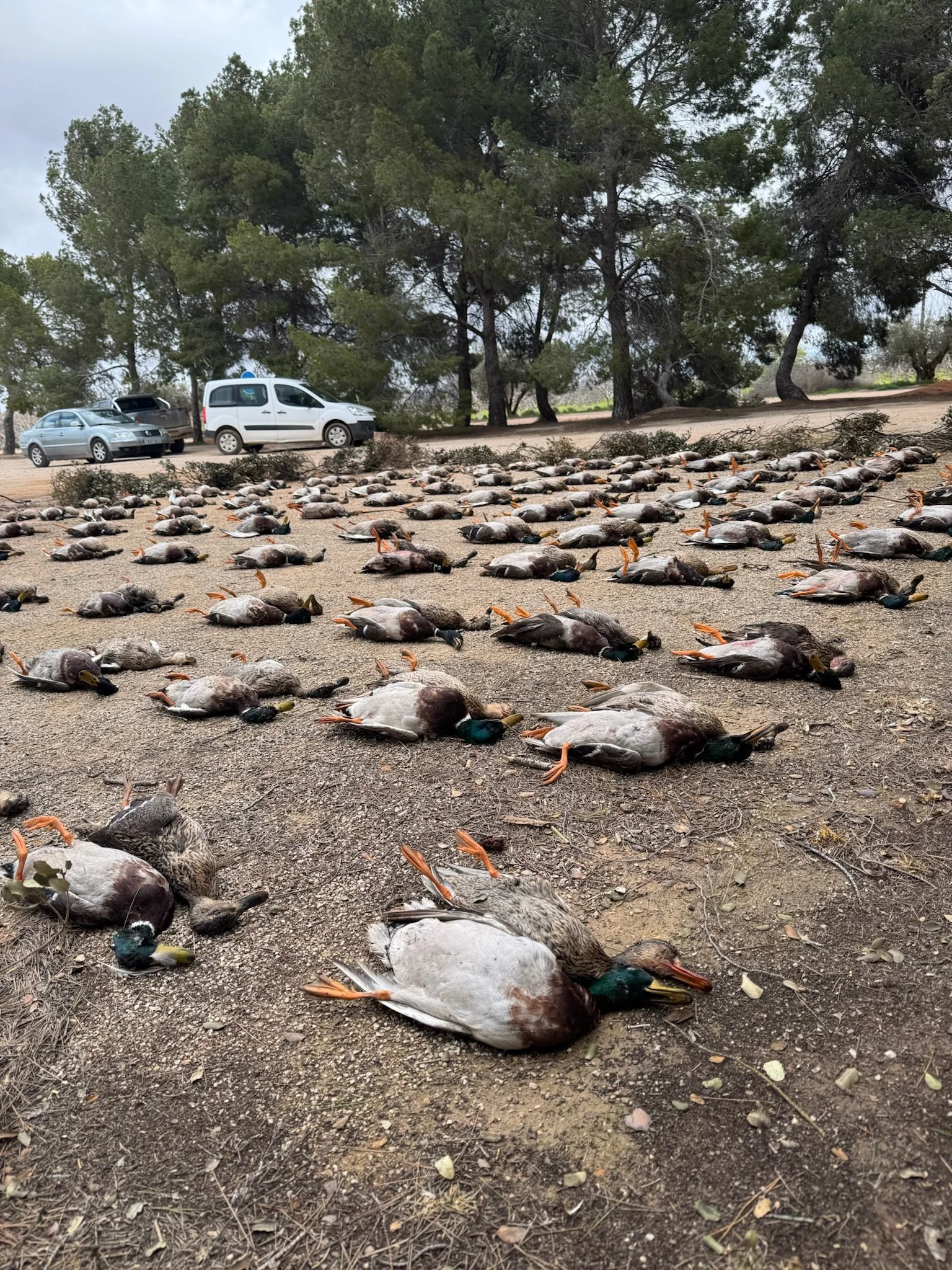 Many dead ducks with orange beaks and feet lying on the ground outdoors near a wooded area, with parked cars and trees in the background.