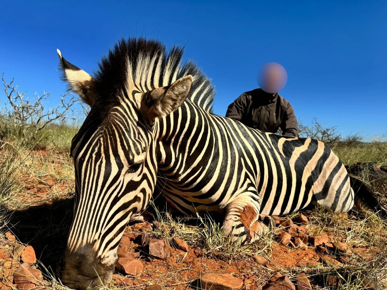 A person with a blurred face riding a zebra lying on the ground in a desert landscape with dry grass and bushes under a clear blue sky.