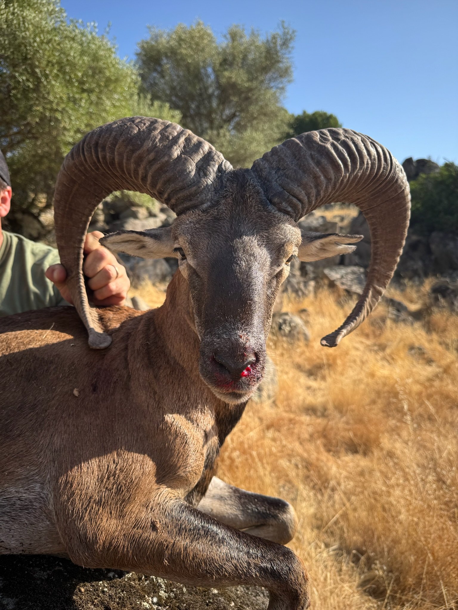 Close-up of a wild ram with large, curved horns and a bleeding nose, lying on dry grass in a rocky, arid outdoor setting.