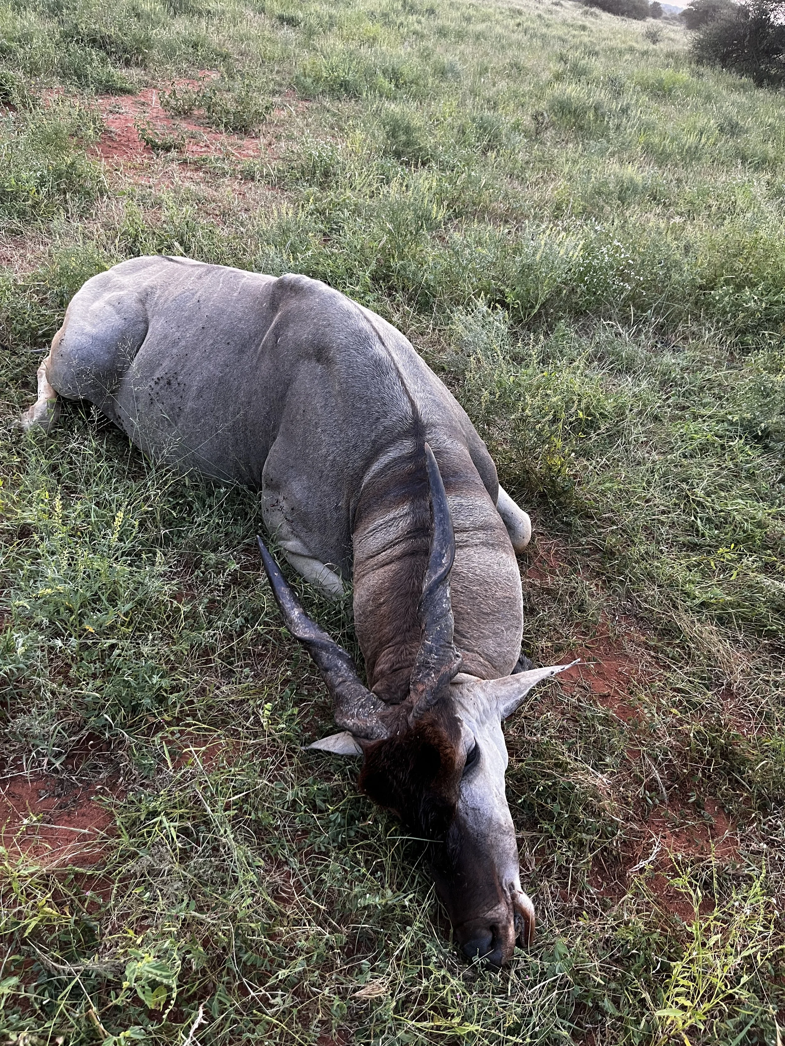 A deceased wildebeest lying on the ground in a grassy field with small plants.