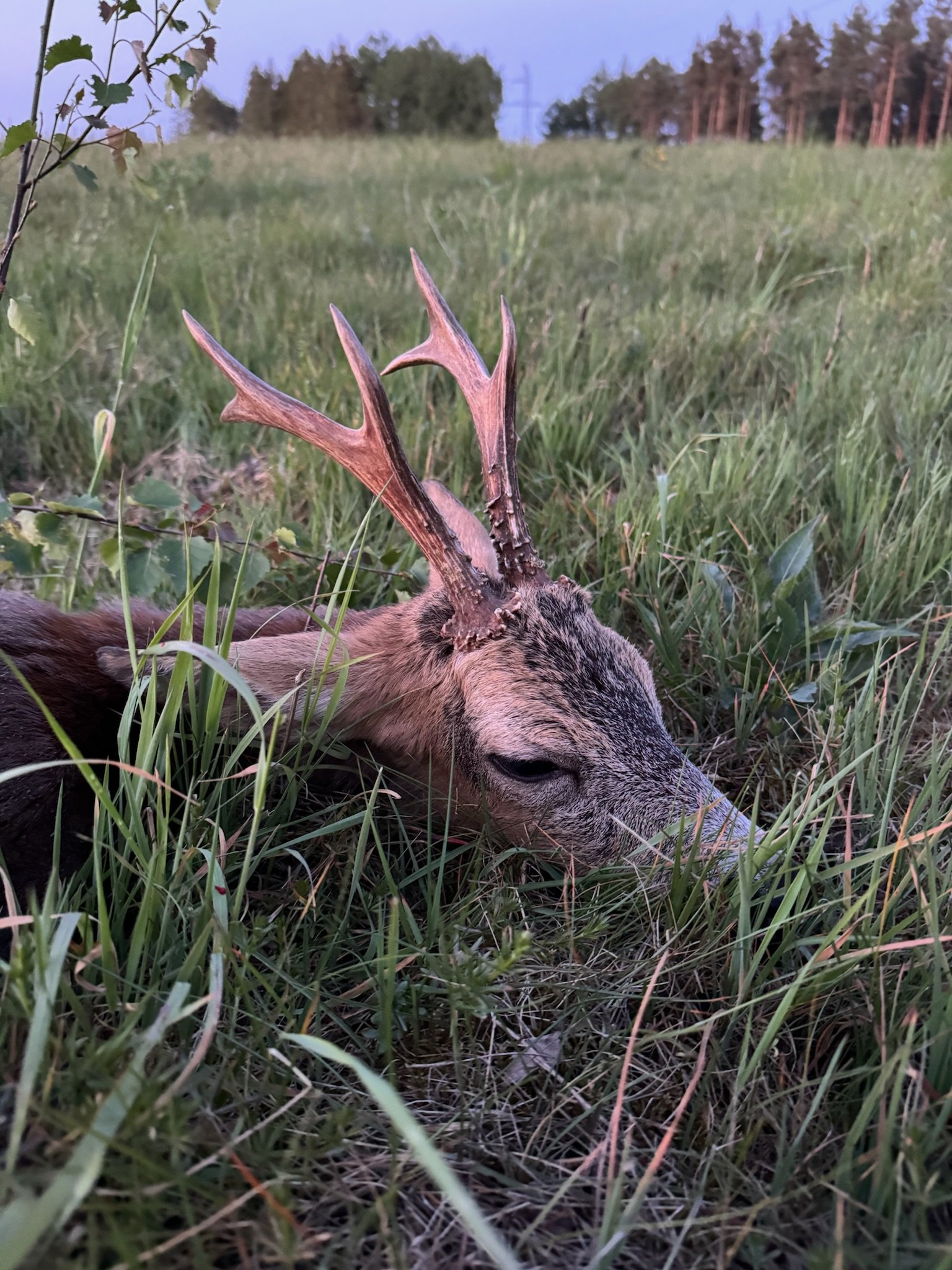 A fallen deer with antlers resting in tall grass in a field during dusk or dawn.