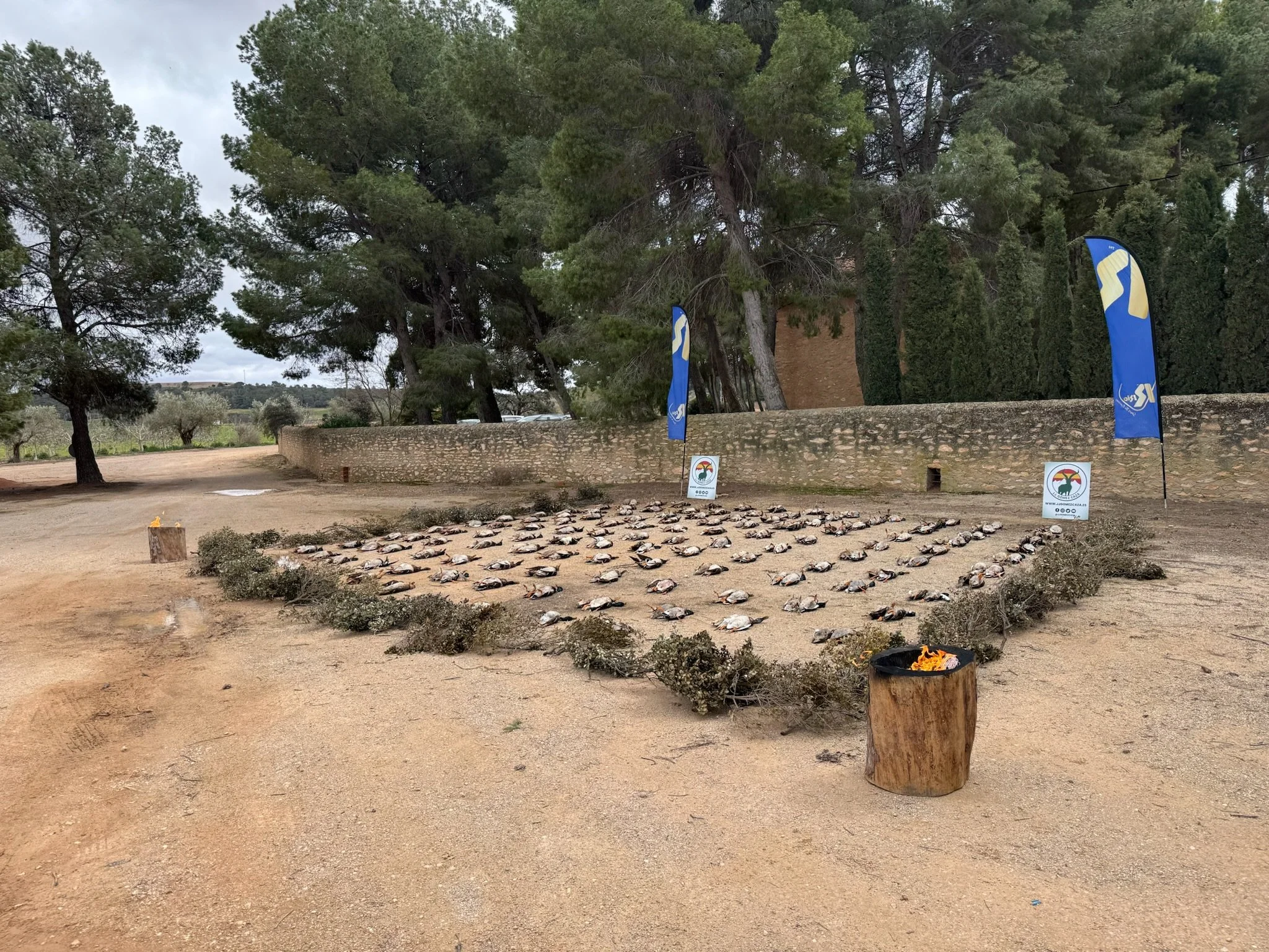 A display of dozens of dried fish laid out on the ground in a designated area, surrounded by bushes, with flags and signs nearby, in an outdoor setting with trees and a stone wall in the background.