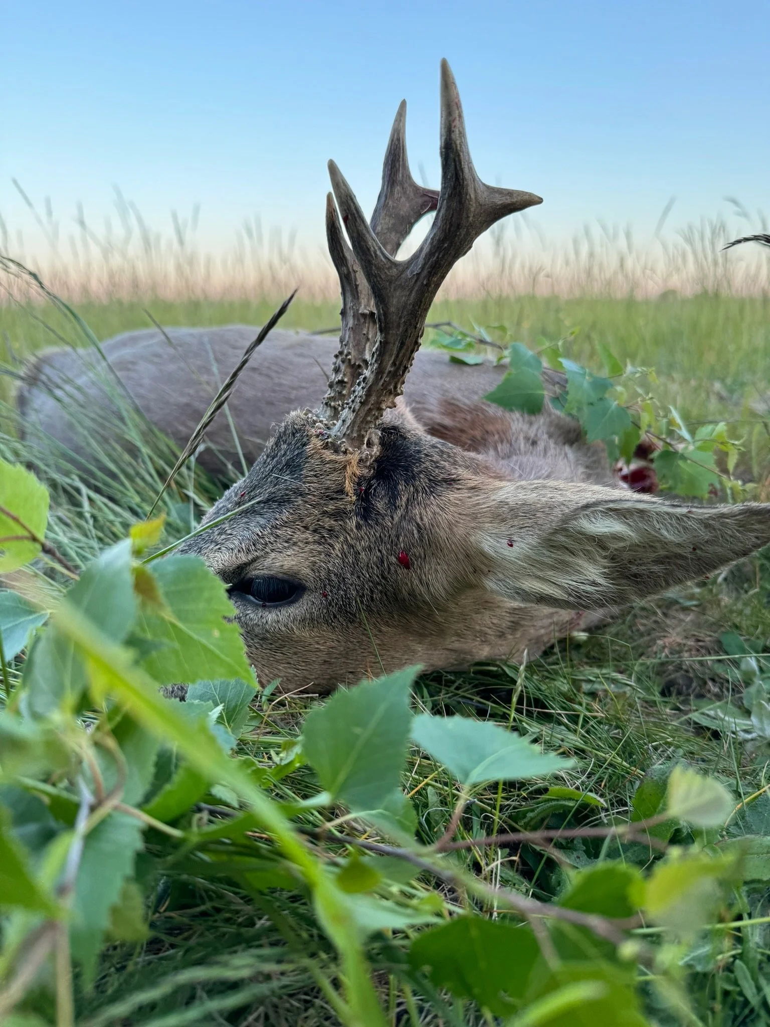 A deceased deer with antlers lying in tall grass and greenery in a field, with a clear blue sky in the background.