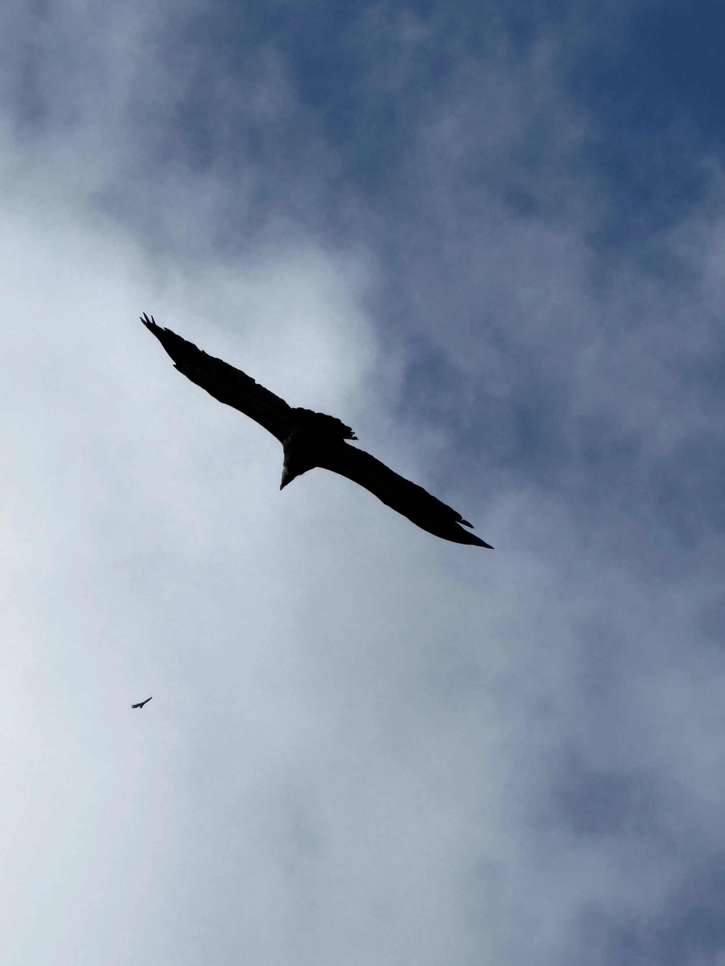 Silhouette of two birds flying in a cloudy sky.