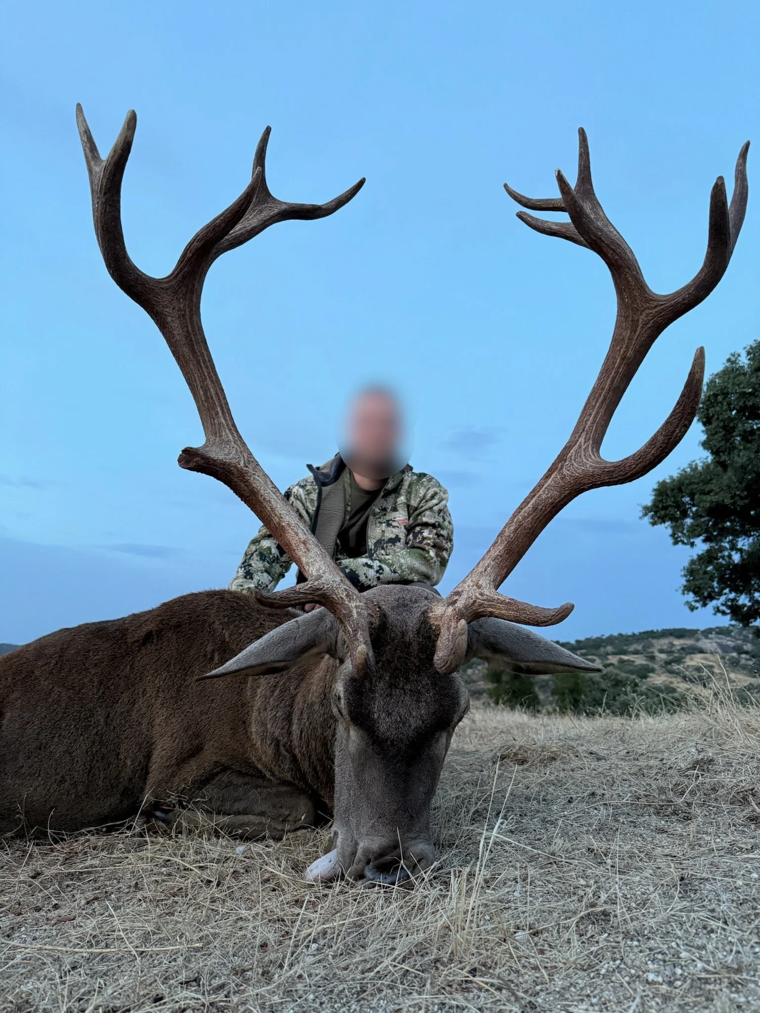 Person kneeling behind a large dead deer with antlers, outdoors in a grassy area during dusk or dawn.