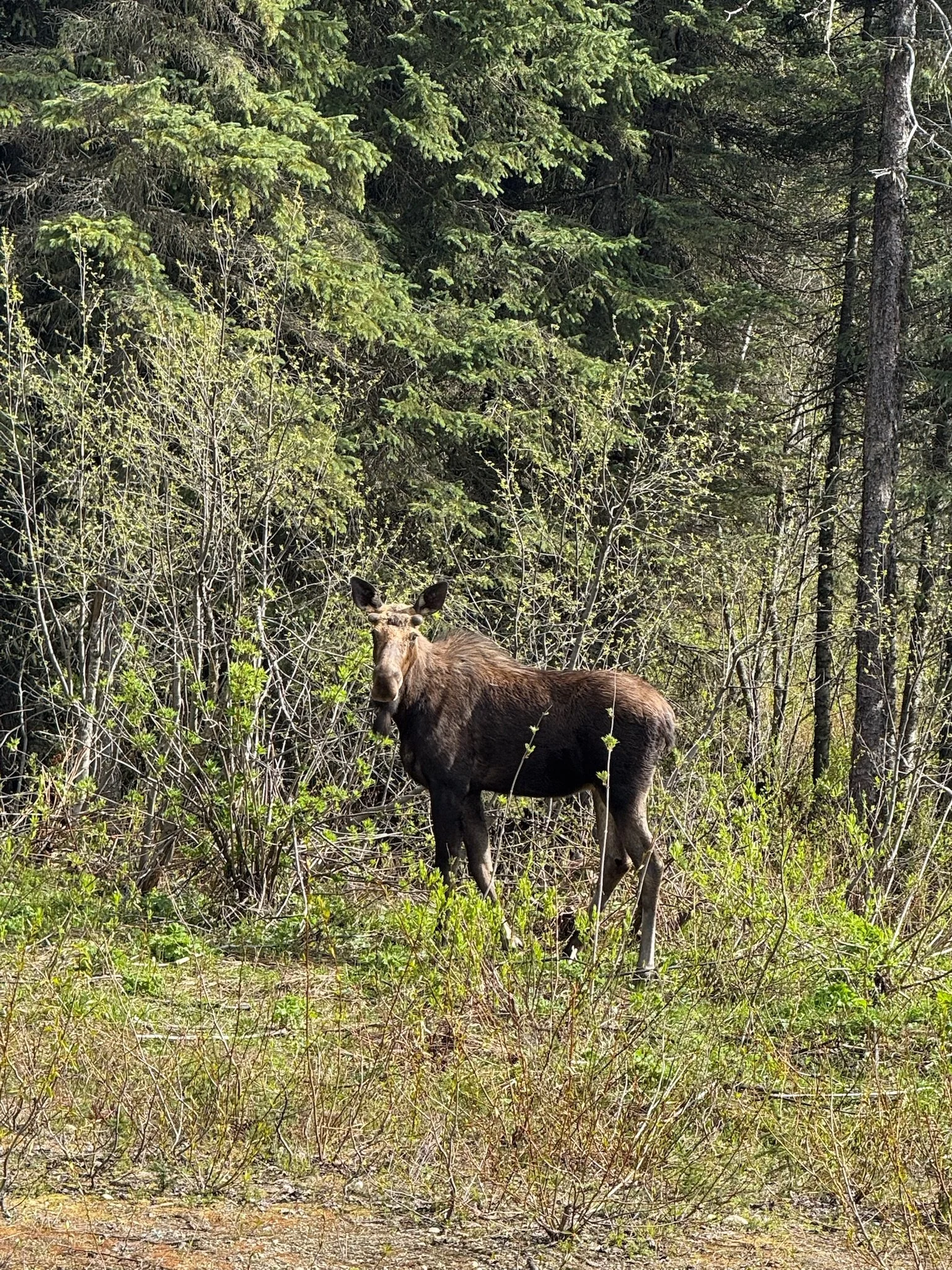 A moose standing in a forested area with green foliage and trees.