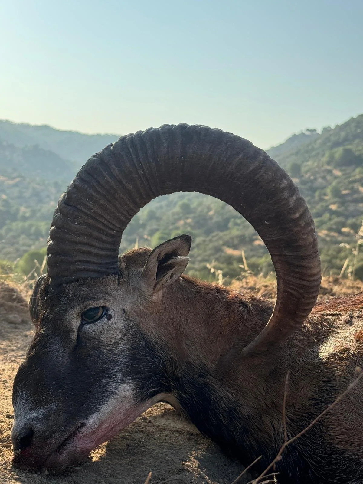A mountain goat with large, curved horns lying down on a dirt surface with hills and mountains in the background.